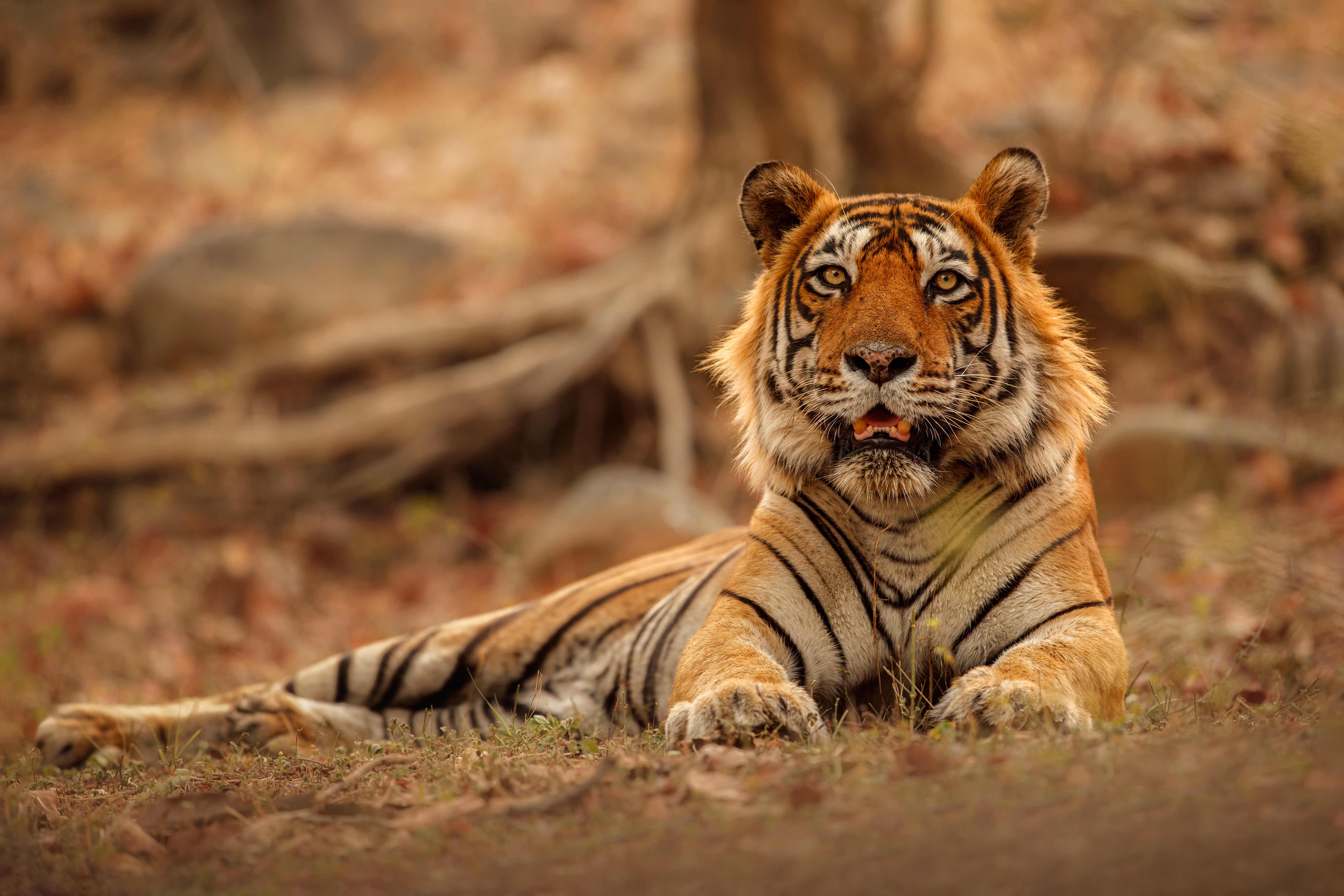 Tiger lying down in a forest HD Wallpaper