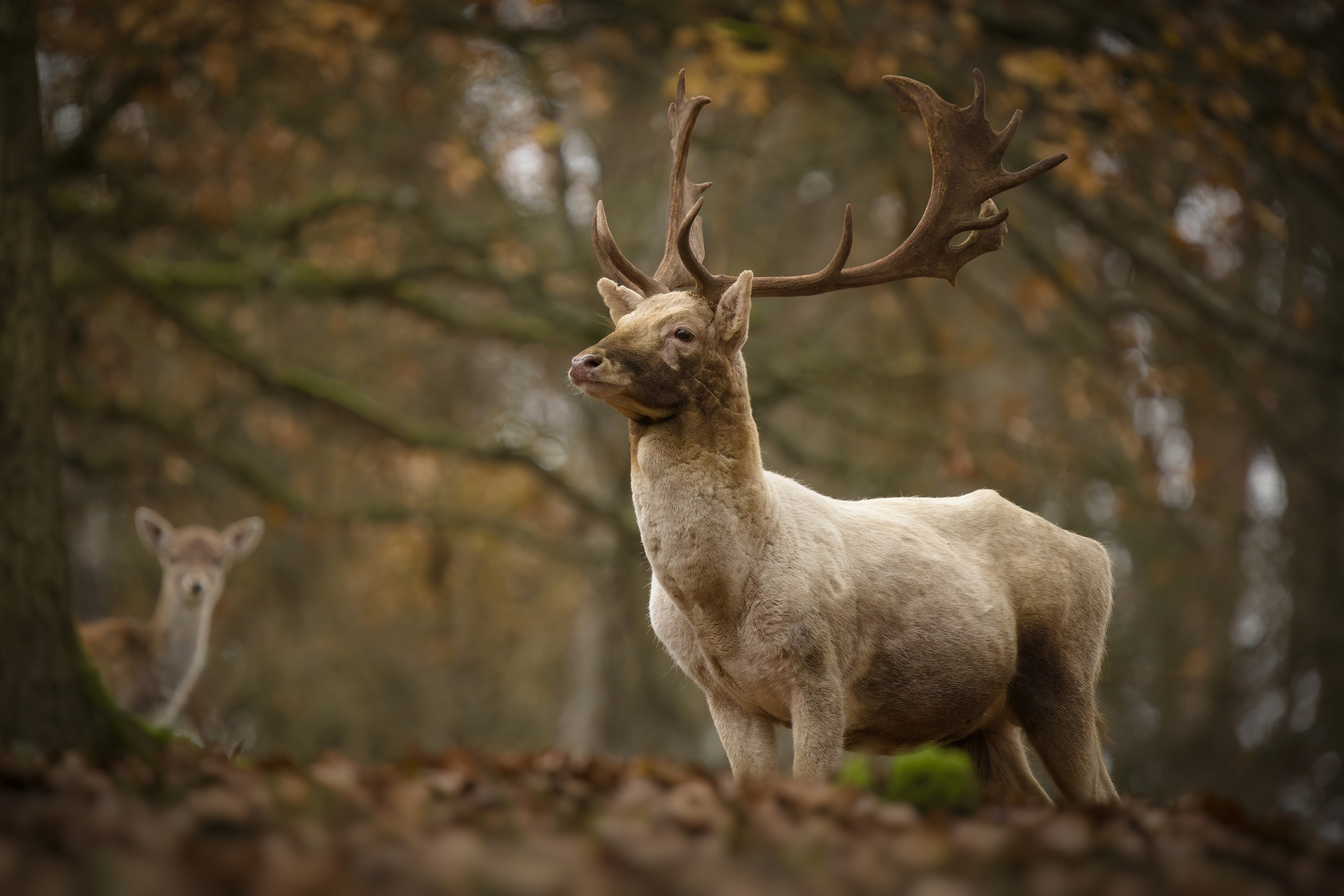 Deer in a forest during autumn HD Wallpaper