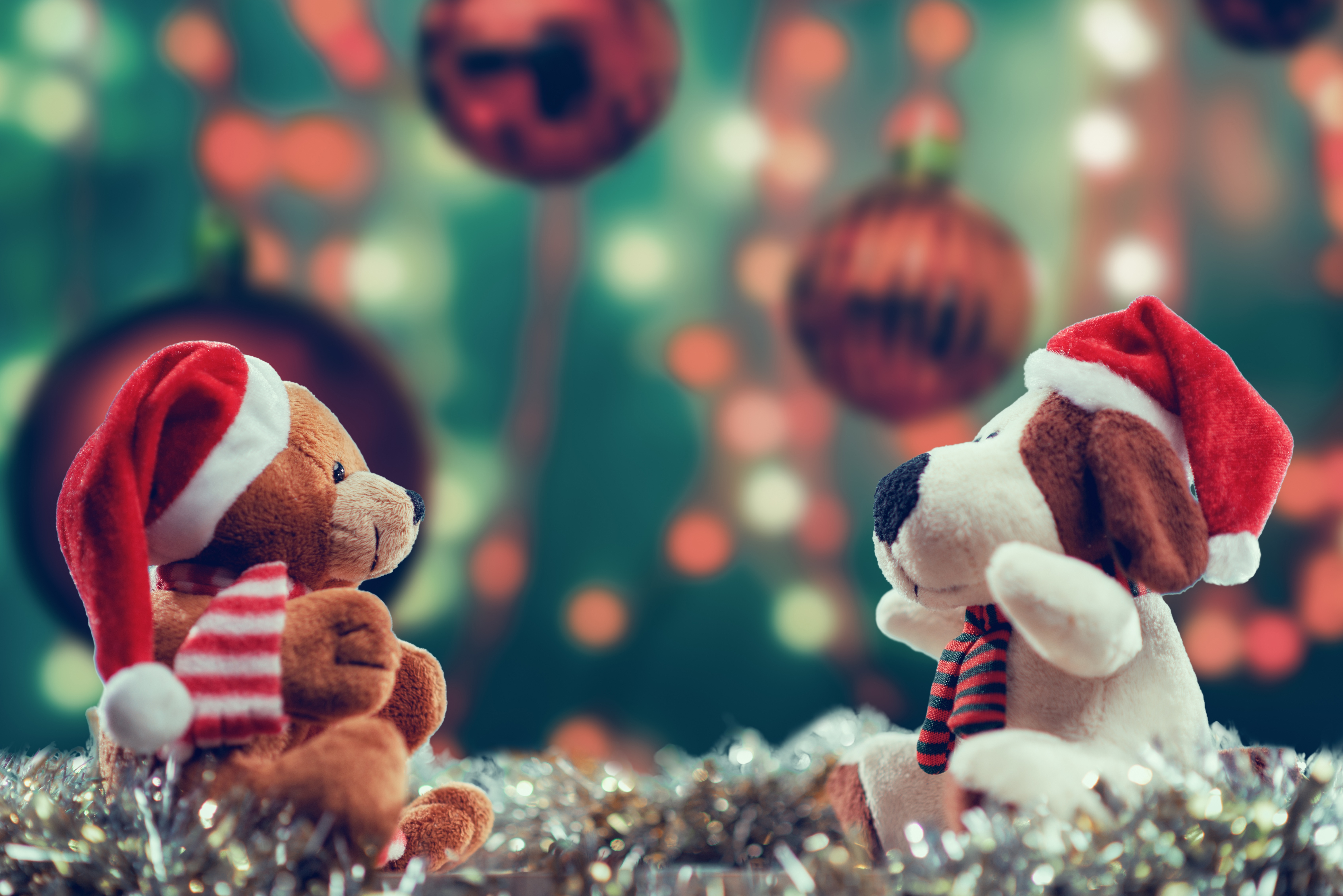 Christmas teddy bear and dog with Santa hats HD Wallpaper