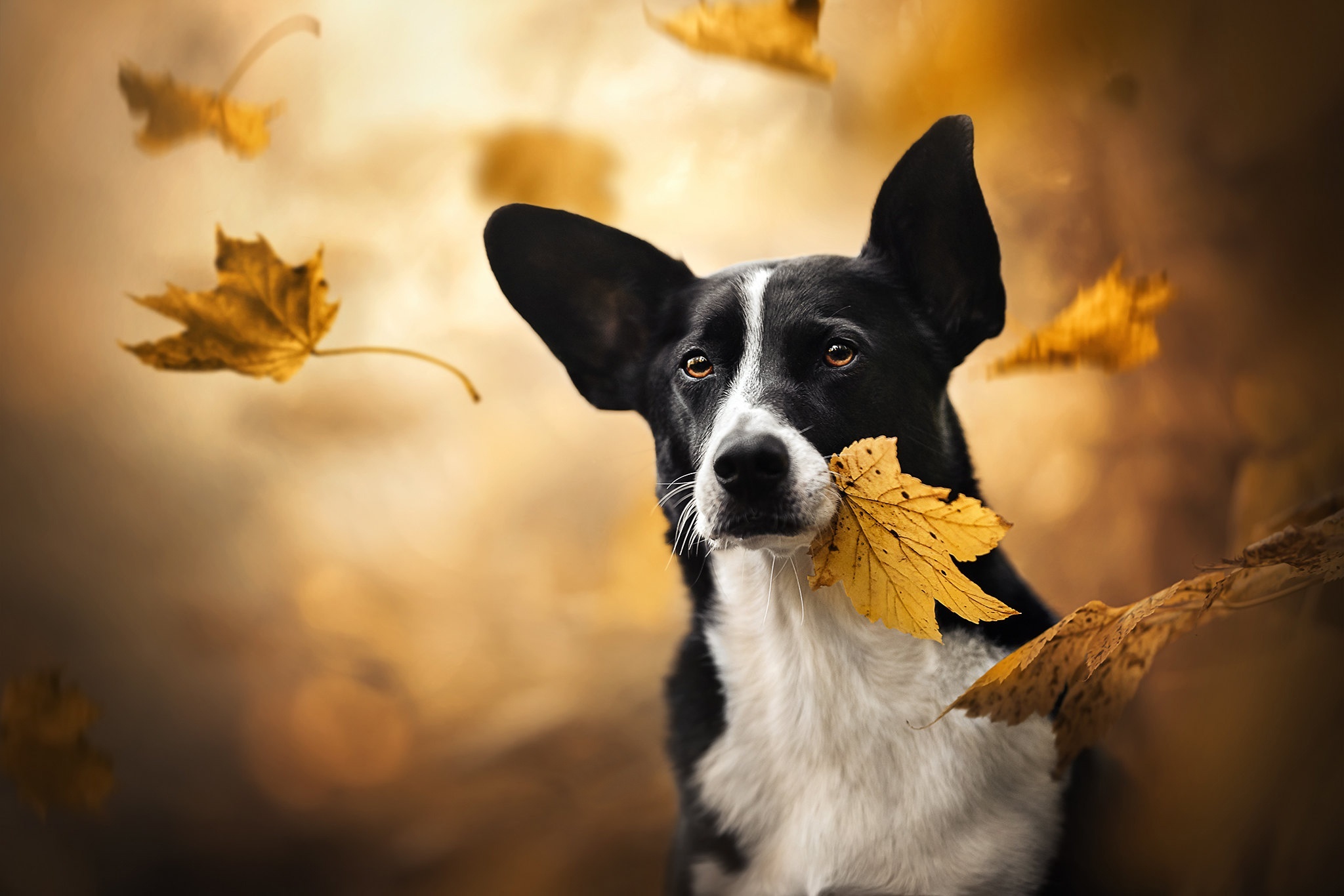 Black and white dog holding a yellow leaf HD Wallpaper
