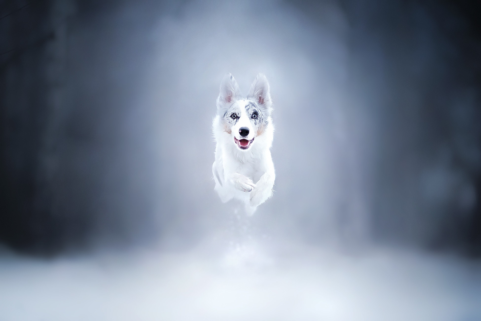 Happy Border Collie Dog in Winter HD Wallpaper