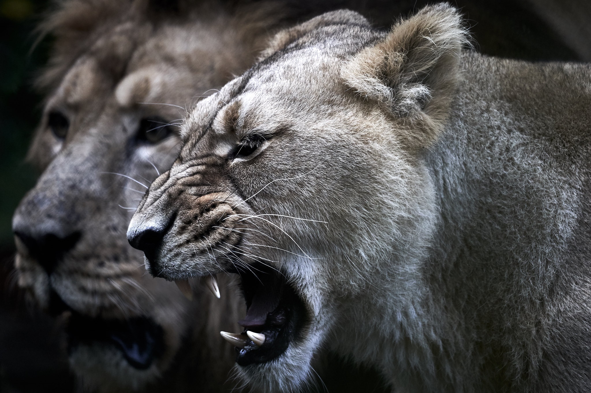 Lioness and Lion by Oliver Zillich HD Wallpaper