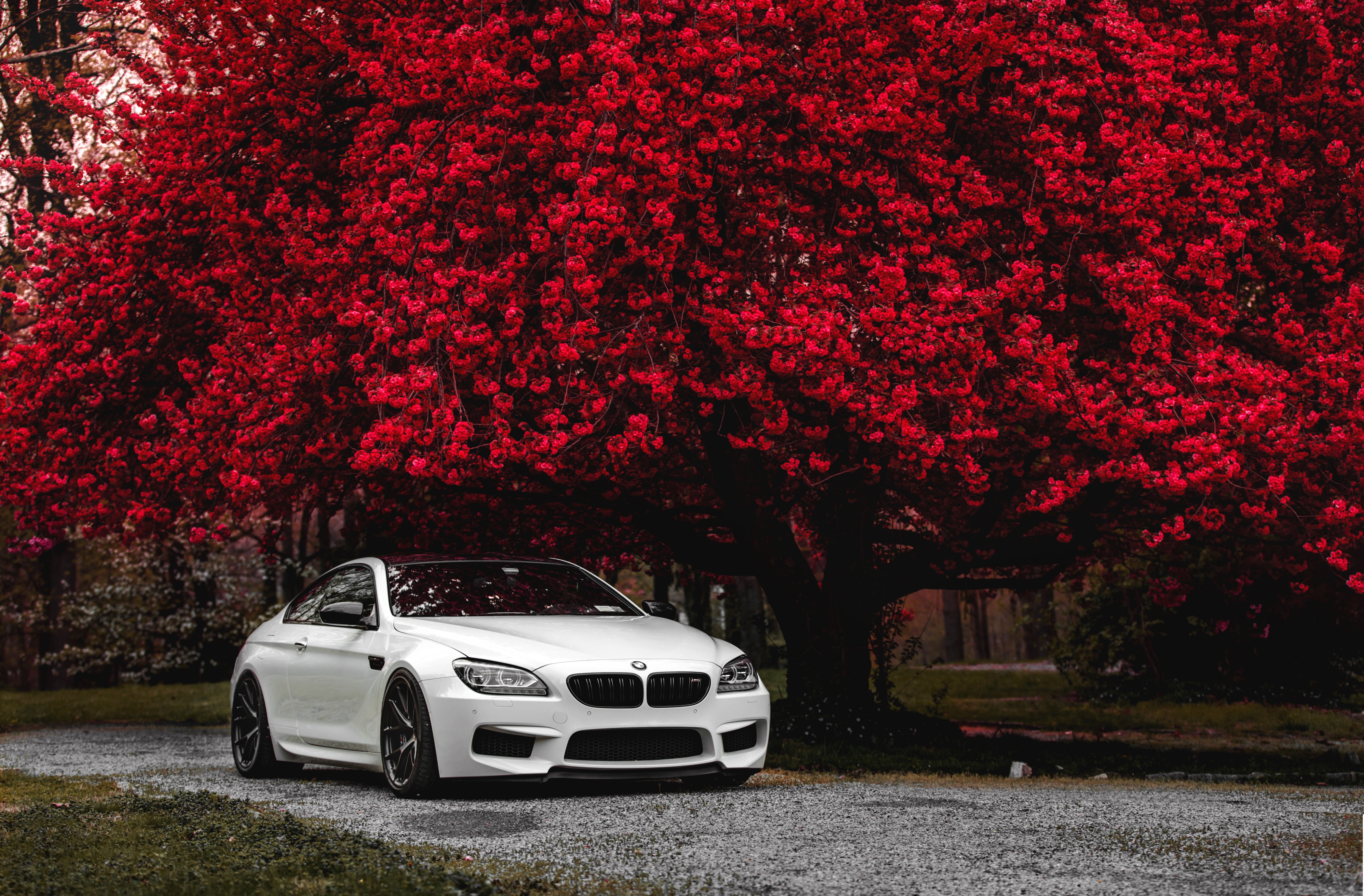 White BMW M6 Coupe under a Red Tree 4K HD Wallpaper