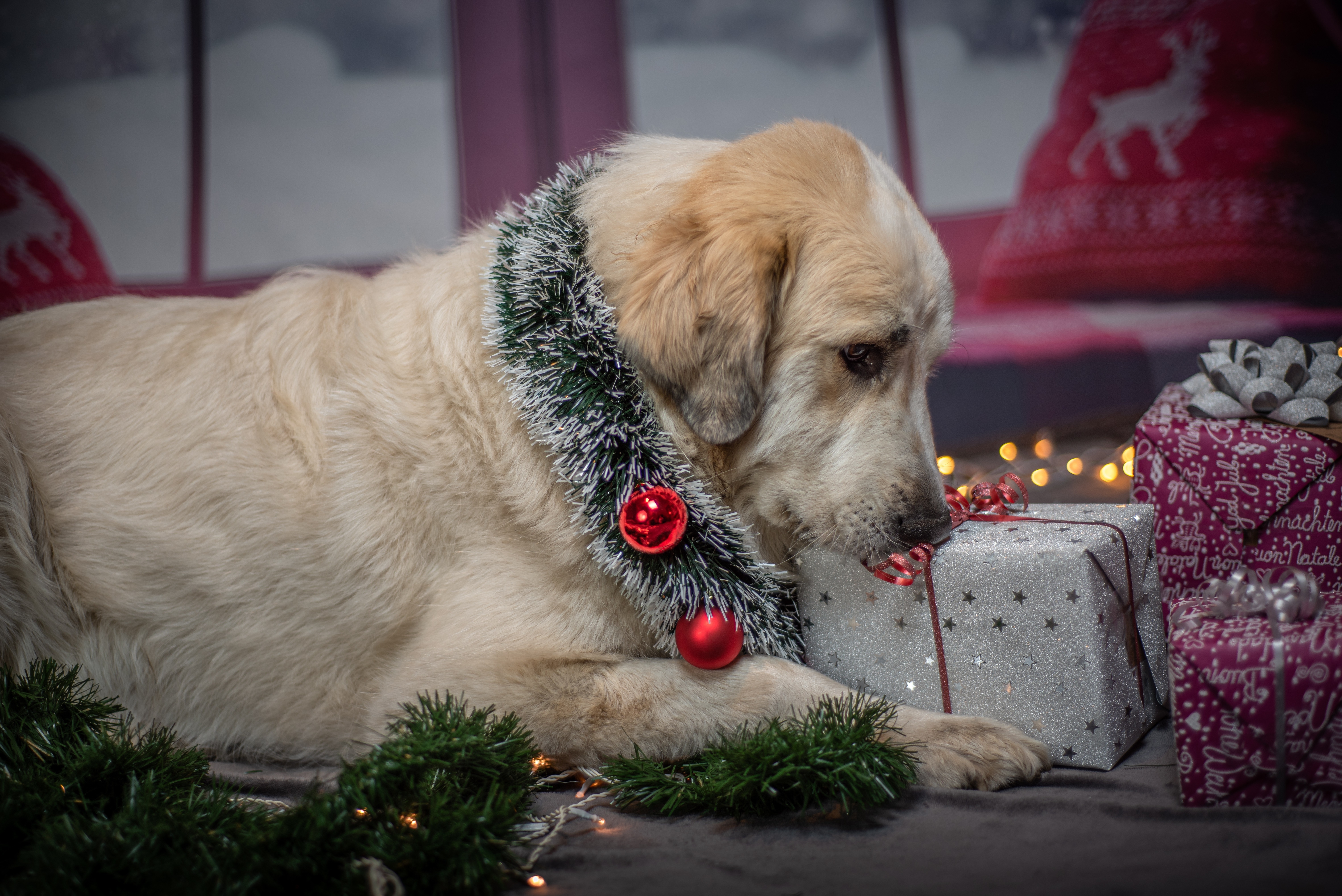Golden Retriever with Christmas Gifts 4K HD Wallpaper