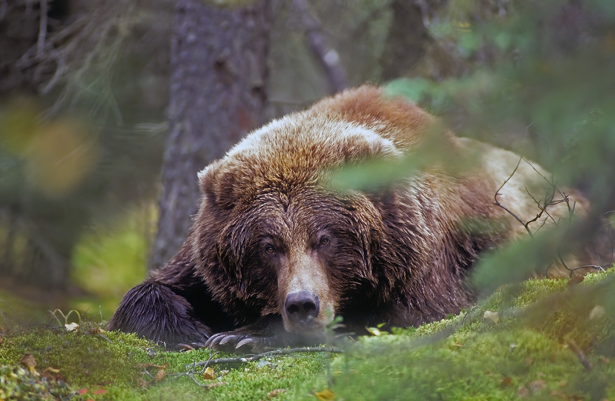Brown bear resting in a forest HD Wallpaper