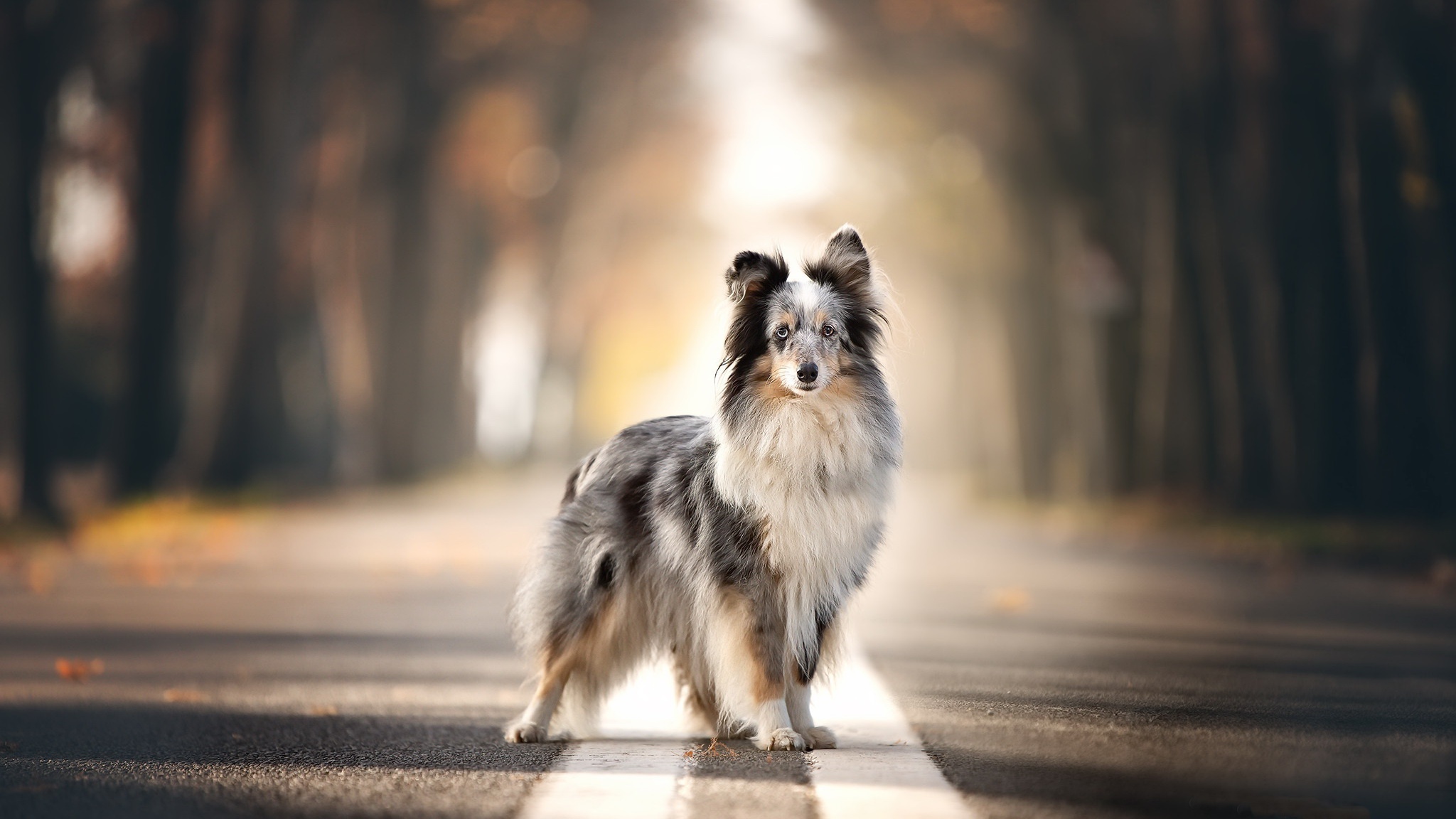 Shetland Sheepdog standing on a road HD Wallpaper