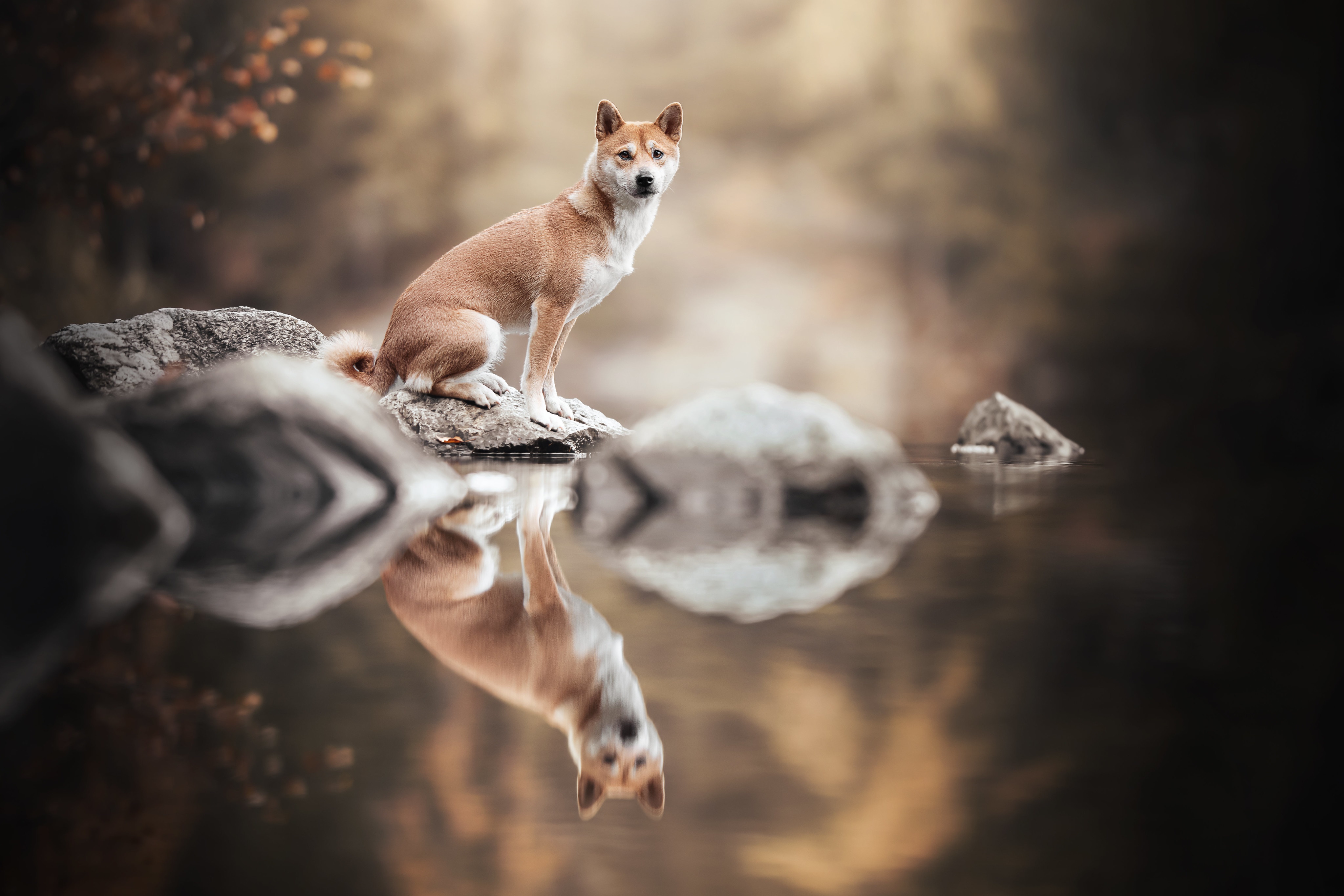 Shiba Inu dog sitting on rocks with reflection HD Wallpaper