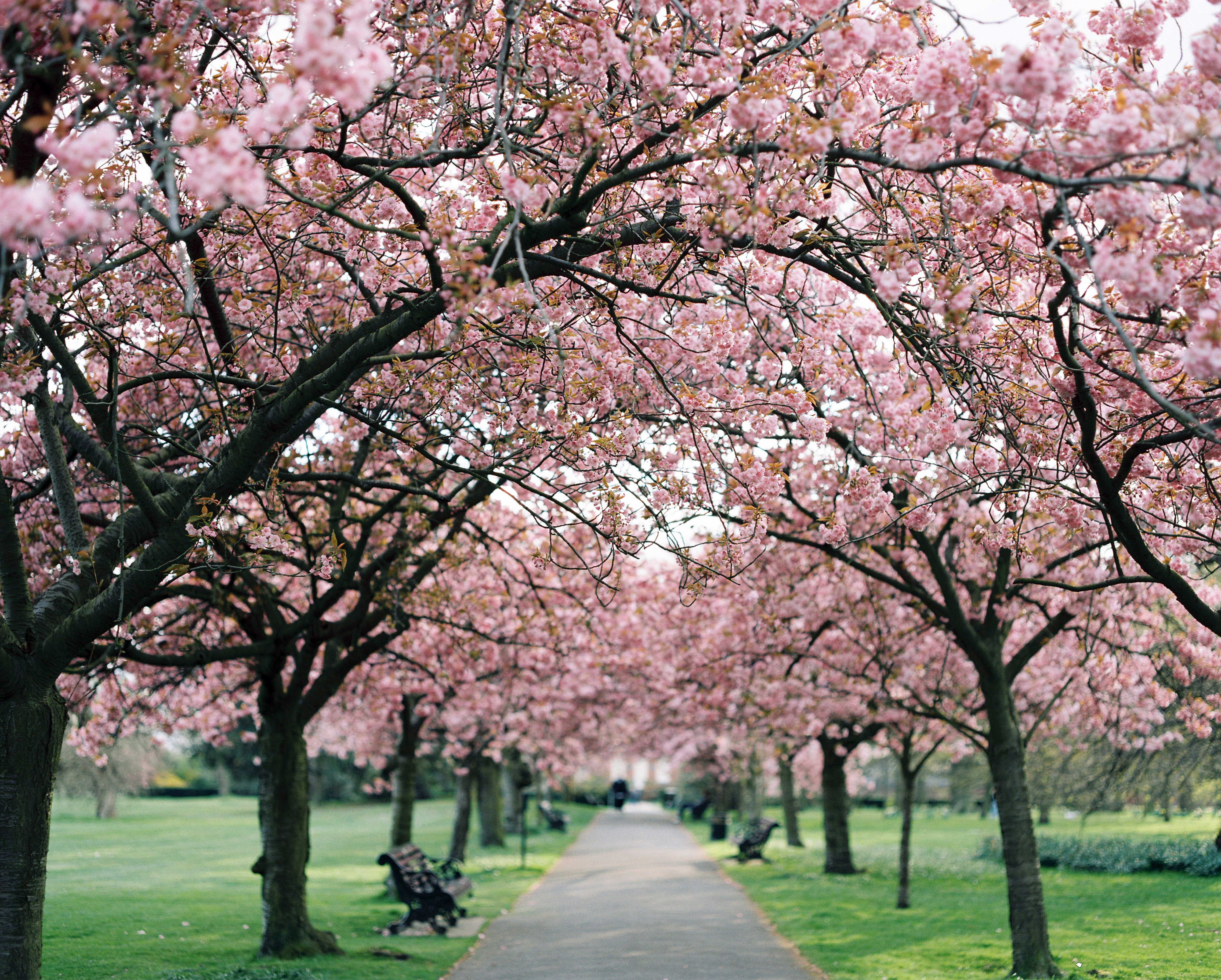 A park pathway lined with blooming cherry blossom trees HD Wallpaper