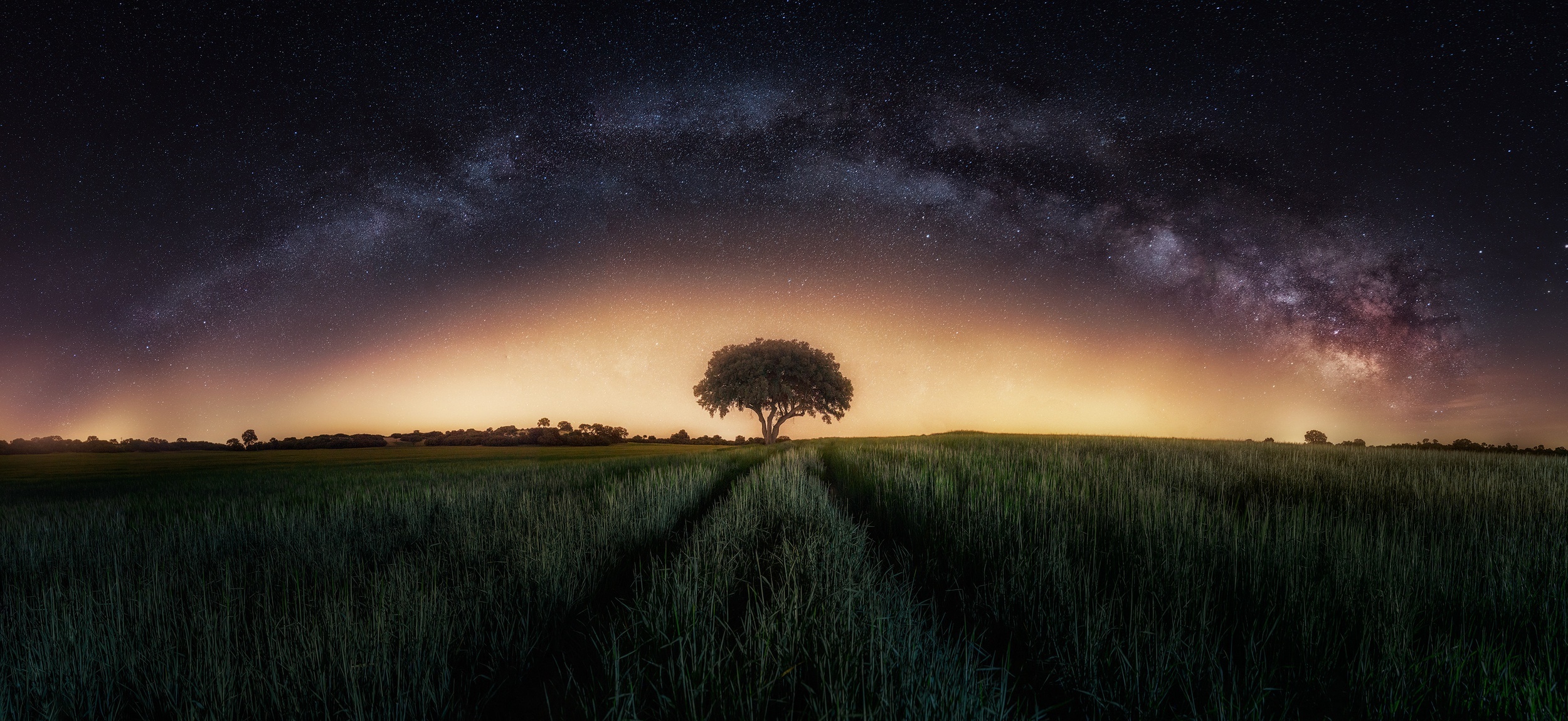 Lone tree under the Milky Way in a field HD Wallpaper