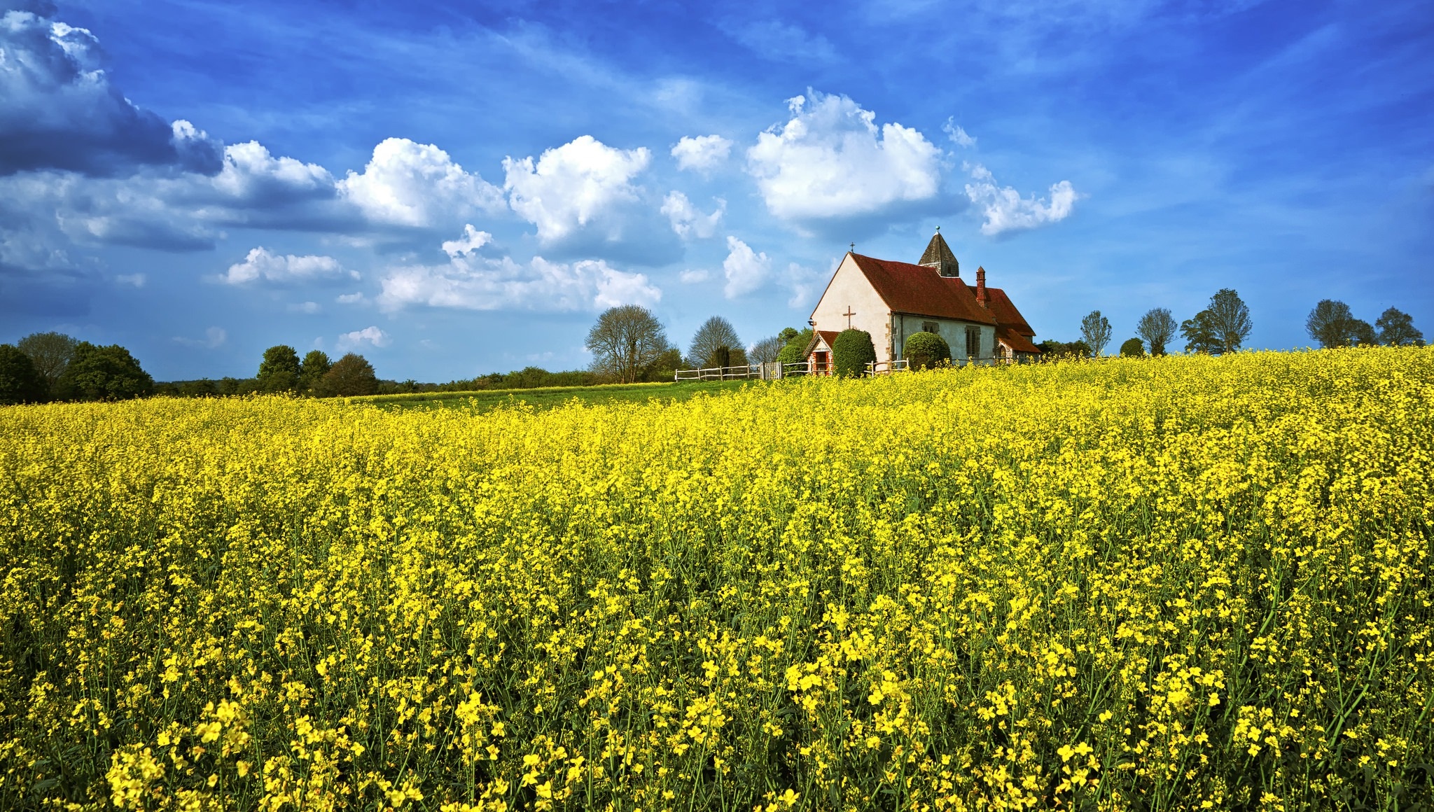 Church in a field of yellow flowers HD Wallpaper