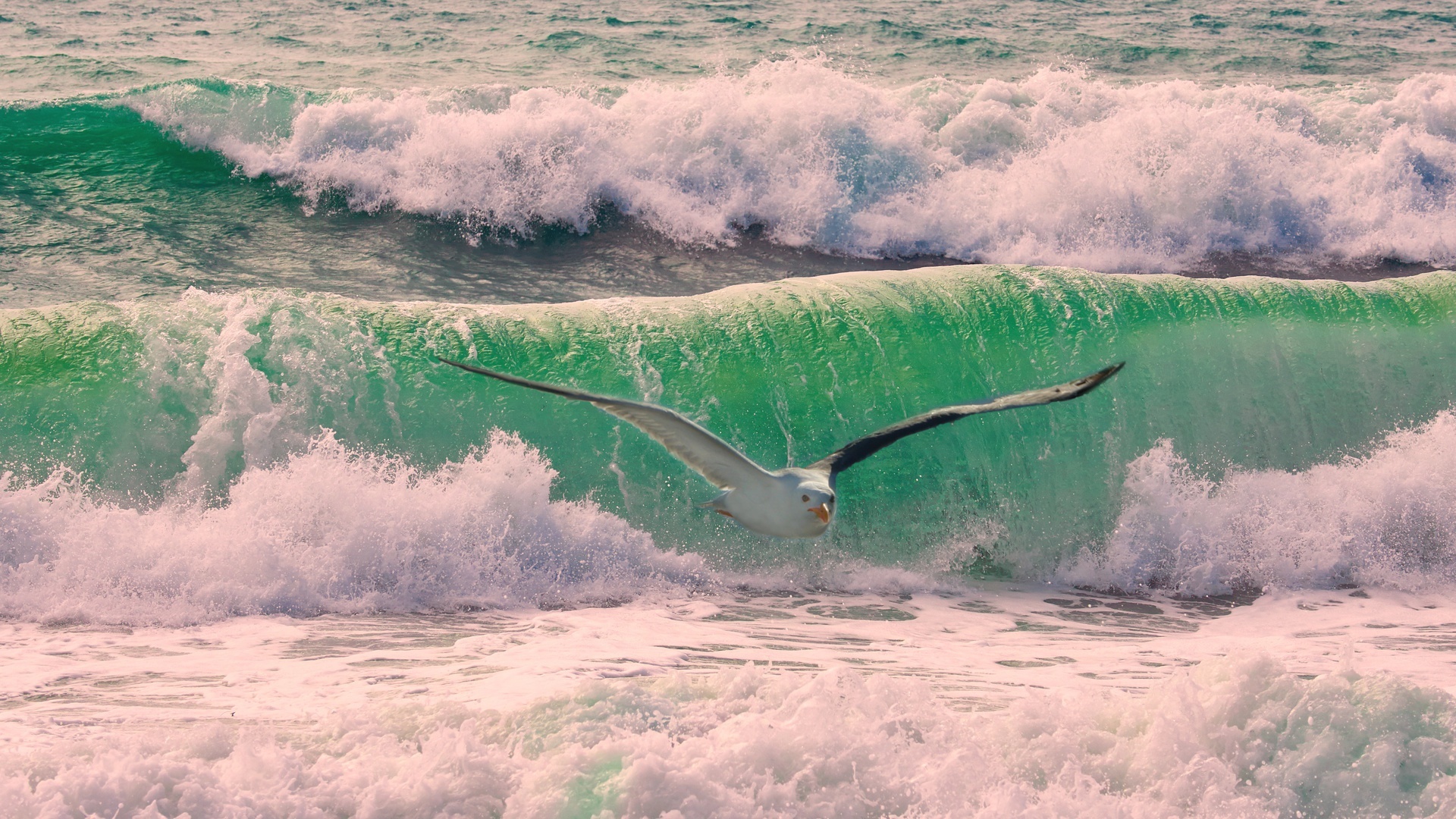 Seagull flying over ocean waves HD Wallpaper