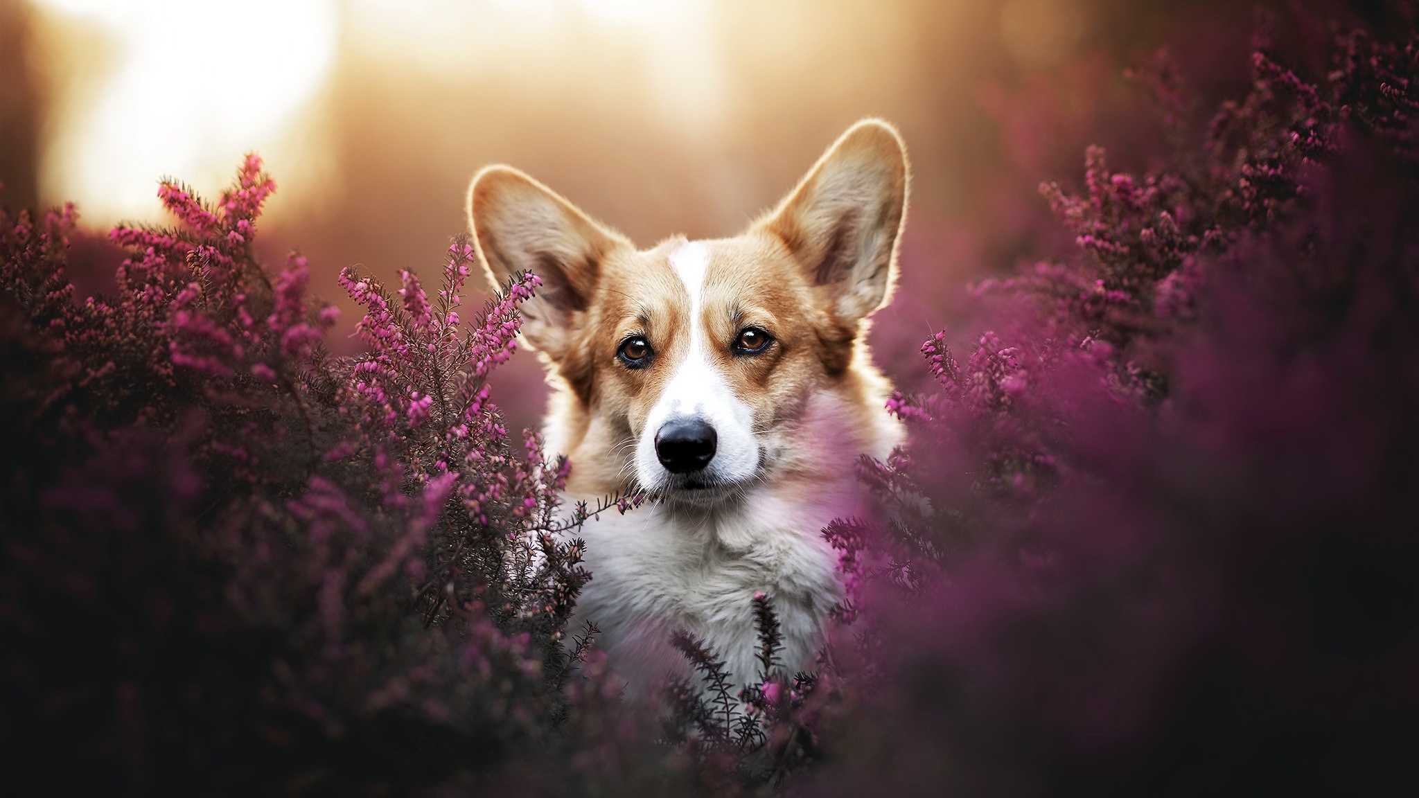 Corgi dog in purple heather flowers HD Wallpaper