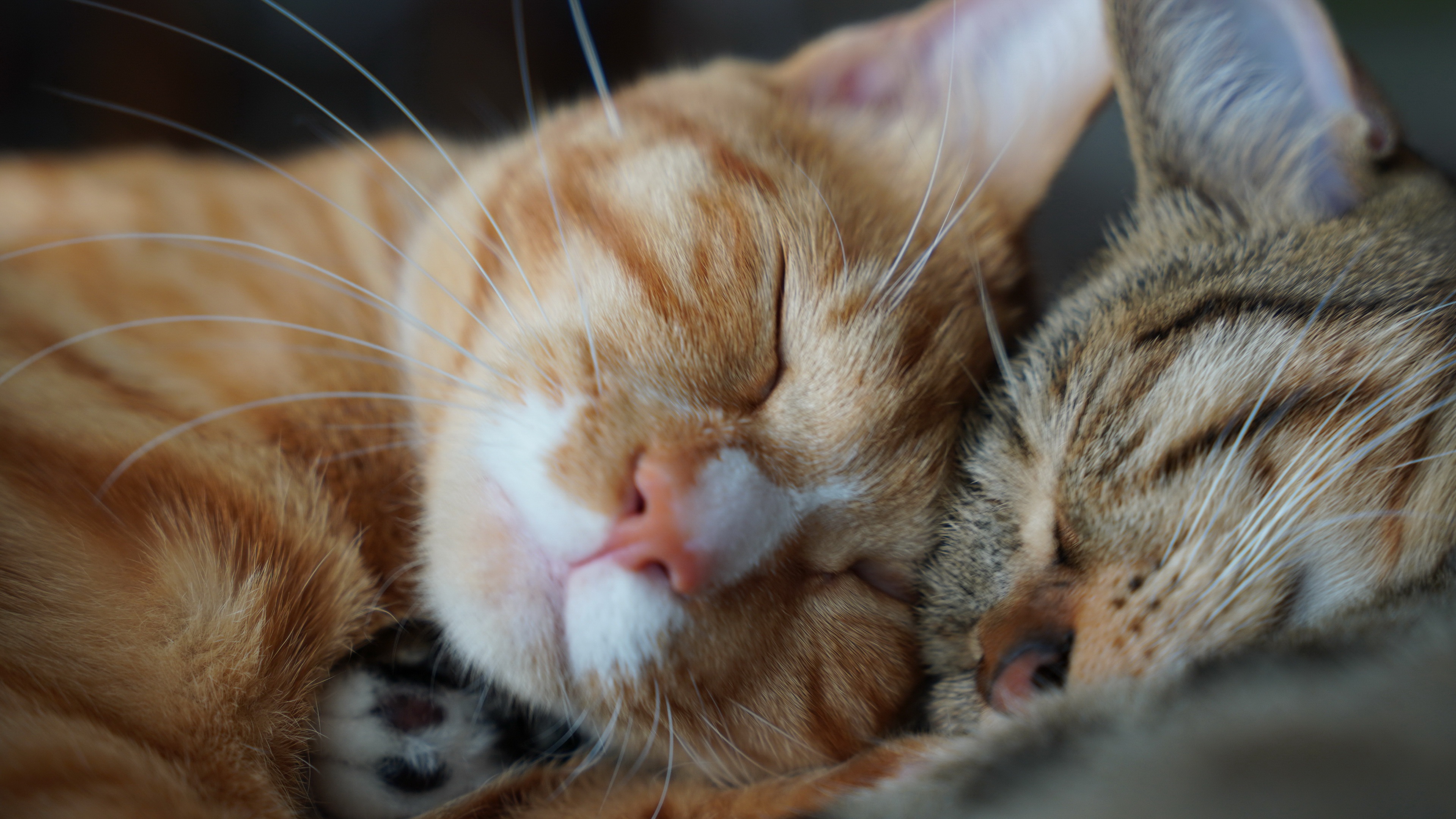 Two cats sleeping together HD Wallpaper