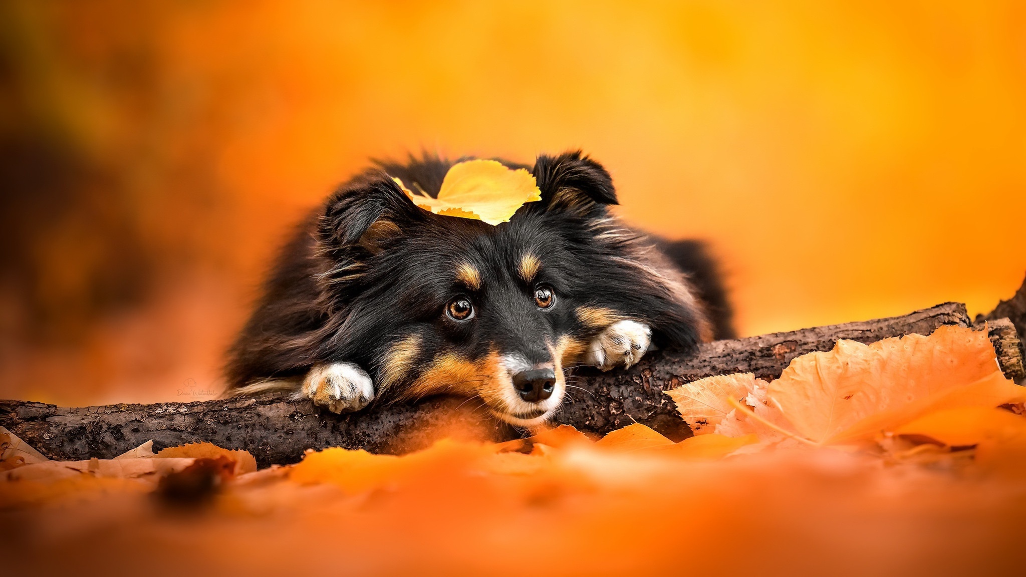 Dog with yellow leaf on head in autumn HD Wallpaper