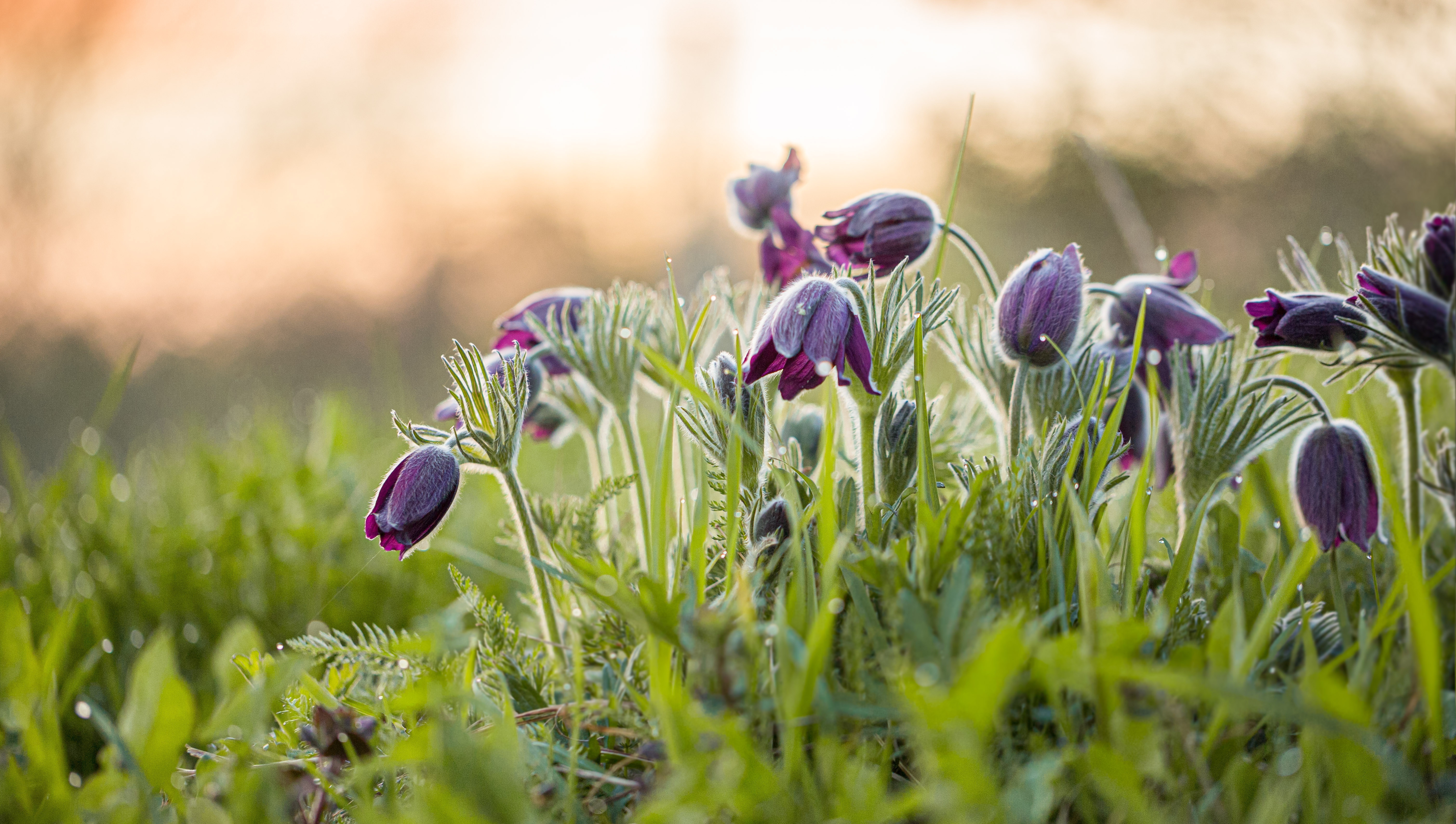 Purple Pasqueflowers in Morning Light 4K HD Wallpaper