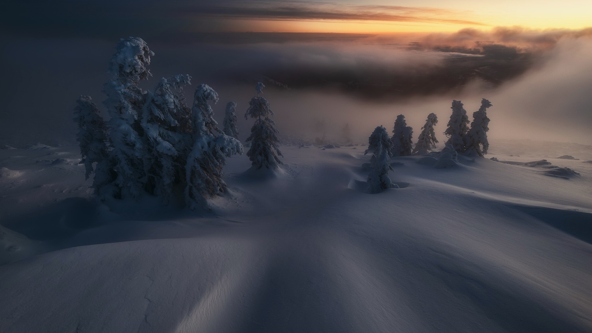 Snow-covered trees on a foggy mountain at sunrise HD Wallpaper