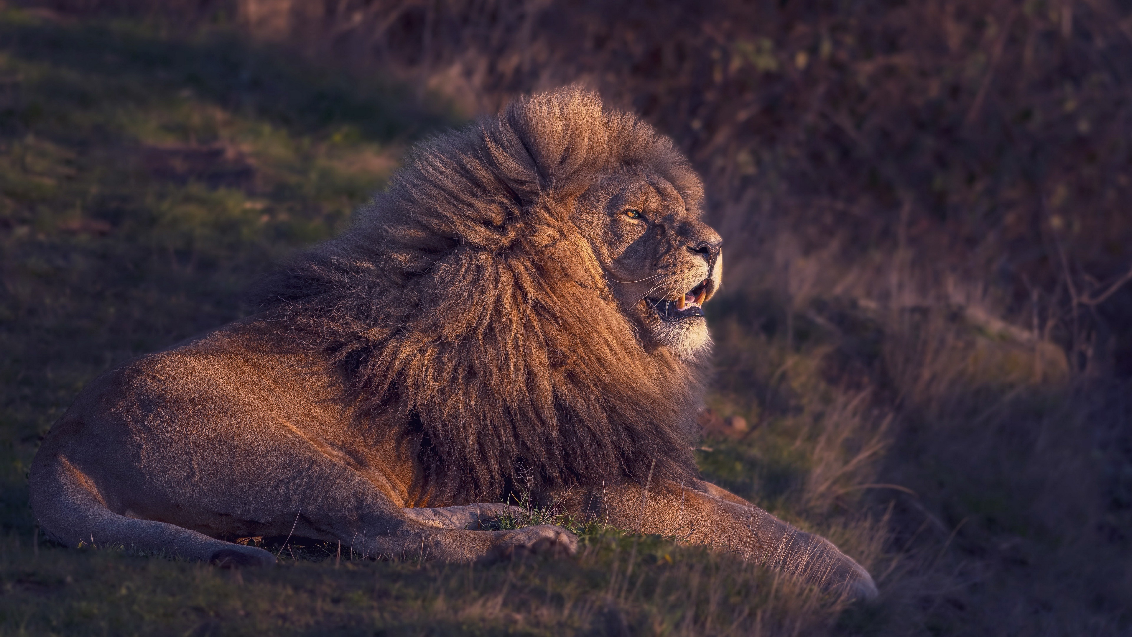 Lion with a large mane in 4K HD Wallpaper