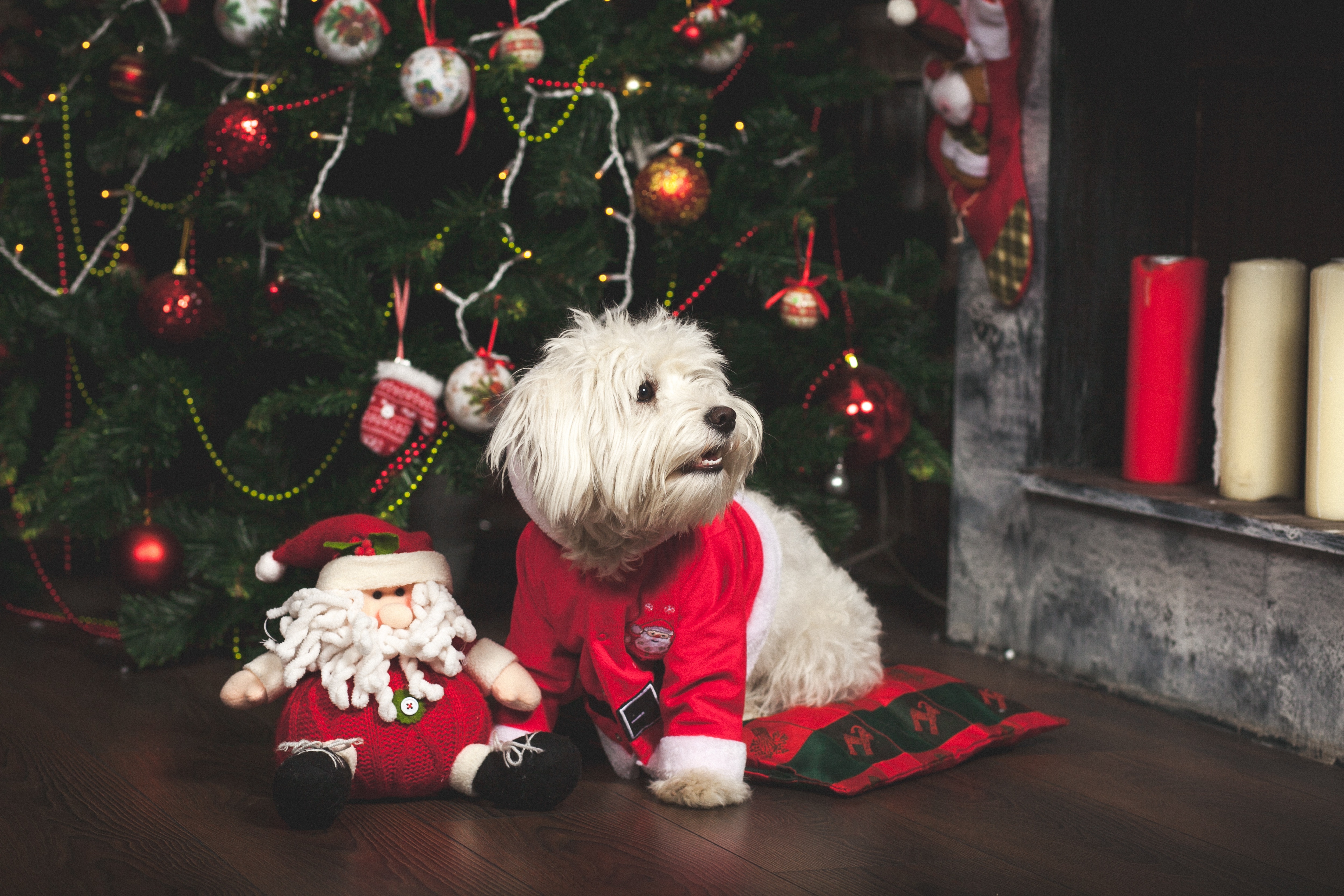 White dog in Santa costume near Christmas tree HD Wallpaper