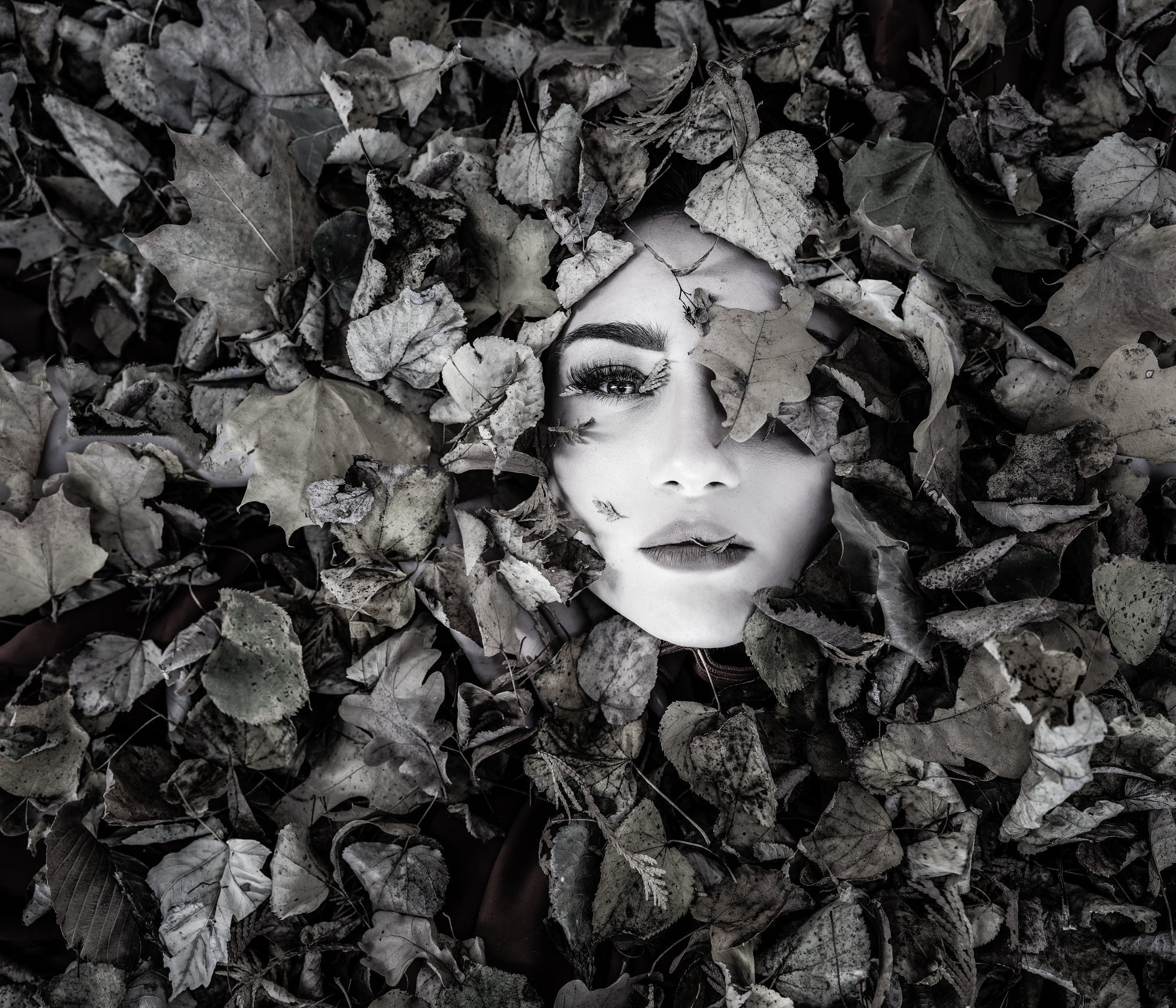 Woman's face emerging from black and white leaves HD Wallpaper