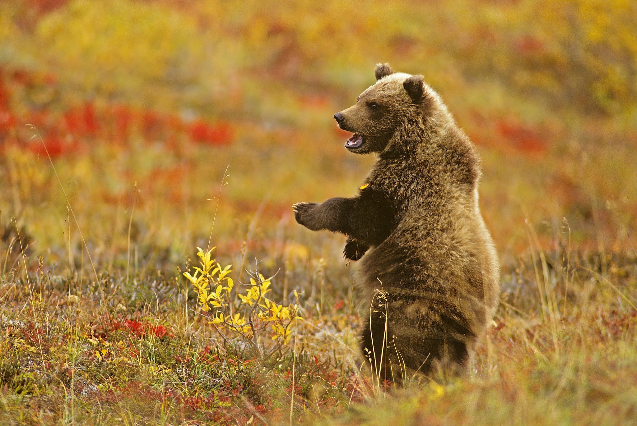 Grizzly Bear Standing in a Field of Autumn Foliage HD Wallpaper