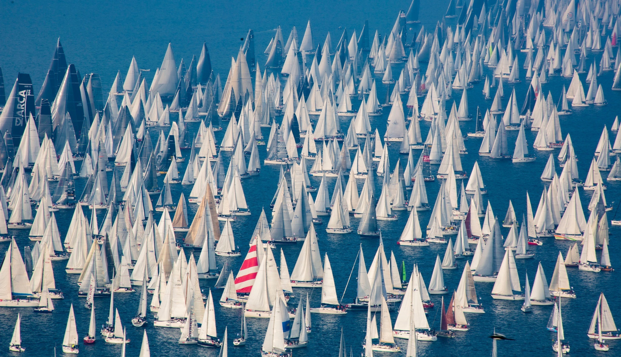 Large Regatta of Sailboats on the Water HD Wallpaper
