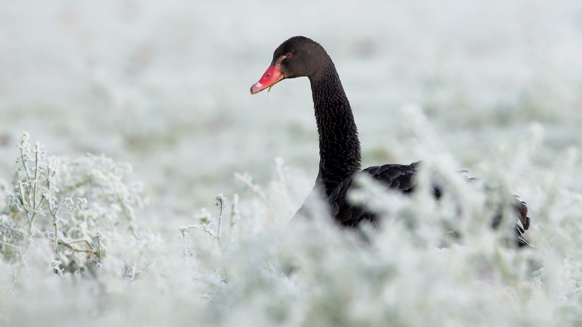 Black Swan in Frosty Field HD Wallpaper
