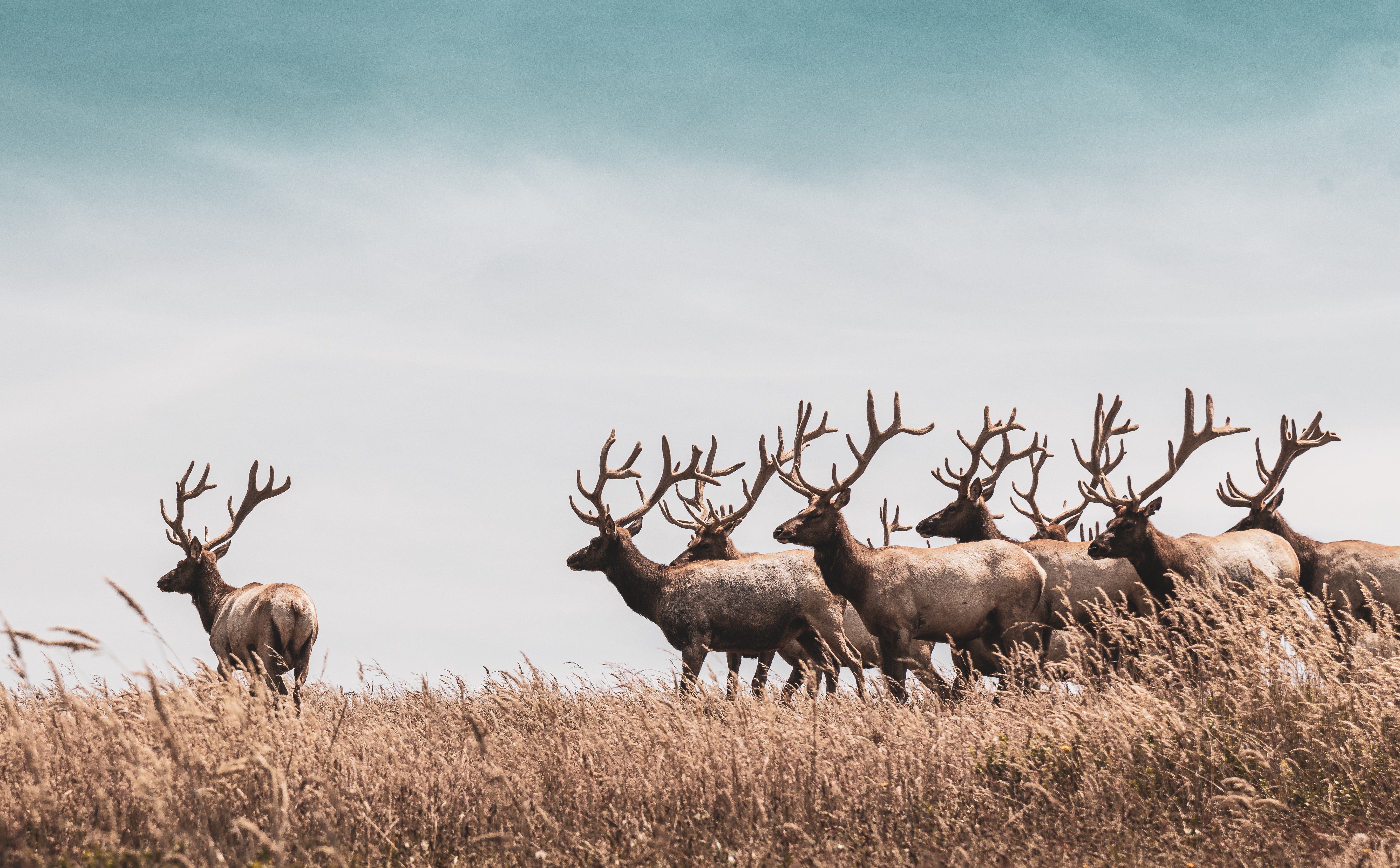 Herd of Elk in a Field HD Wallpaper