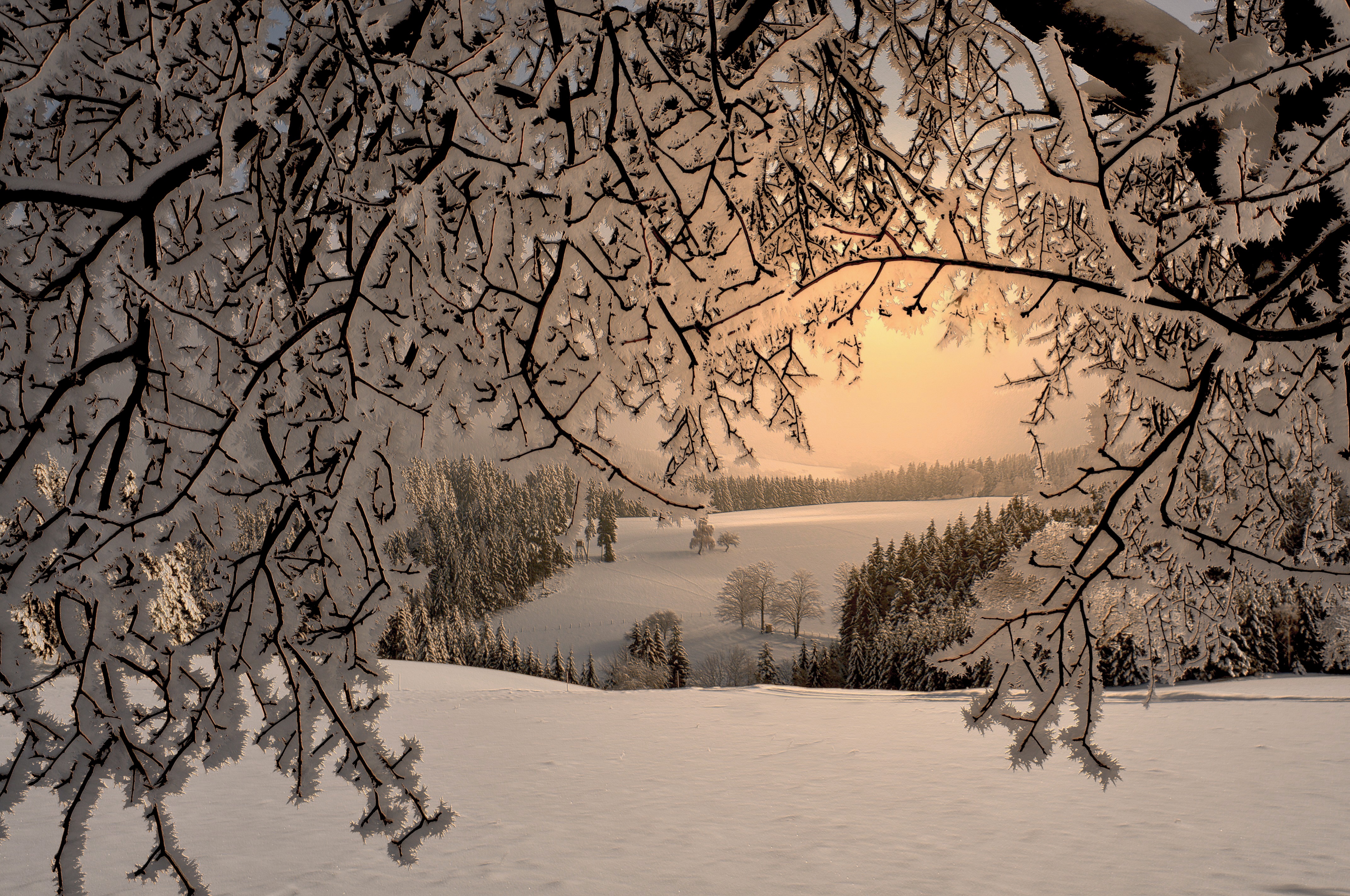 Snowy forest landscape with frosted branches HD Wallpaper