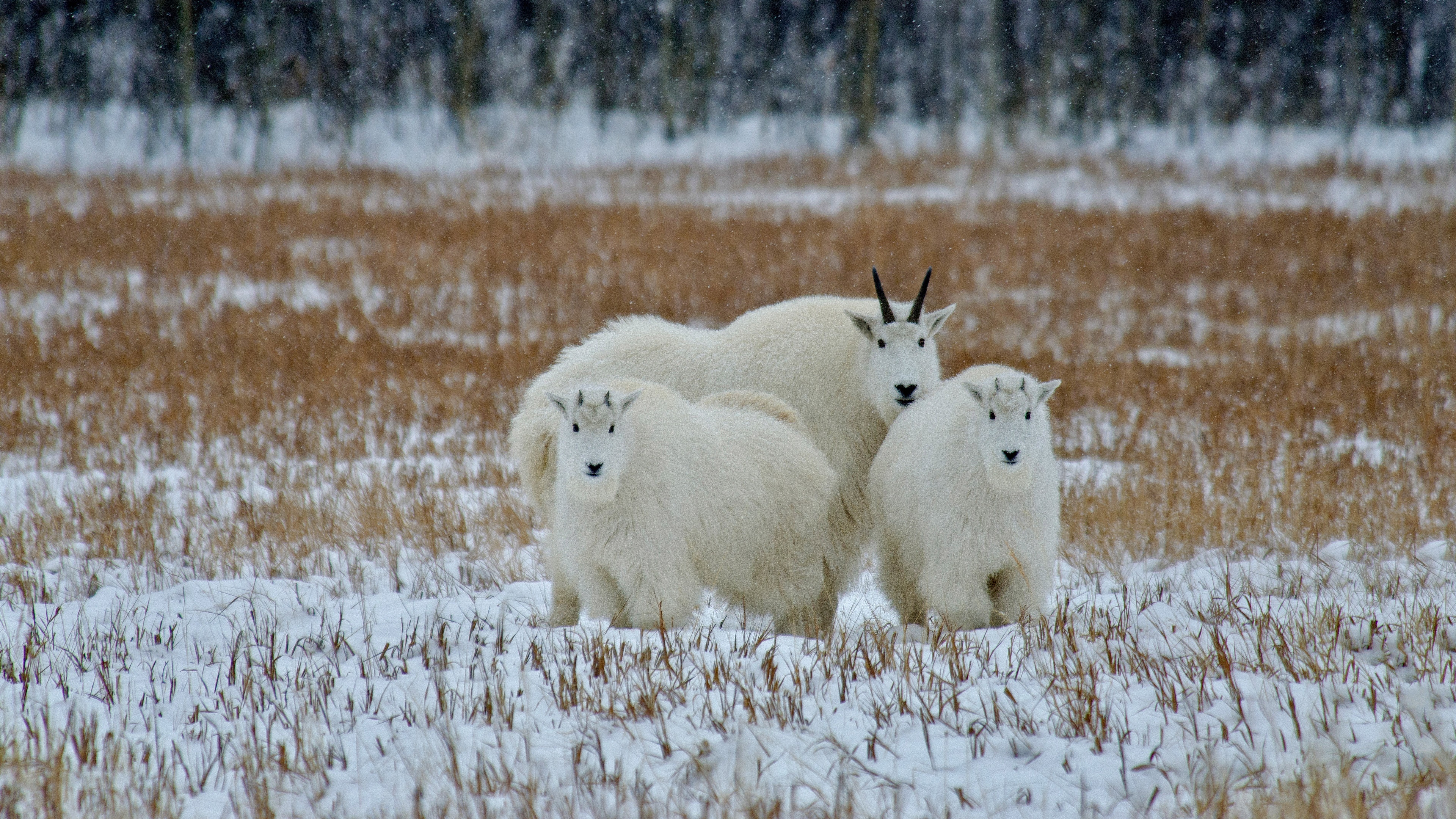 Mountain goats in snowy field, Yukon, Canada HD Wallpaper