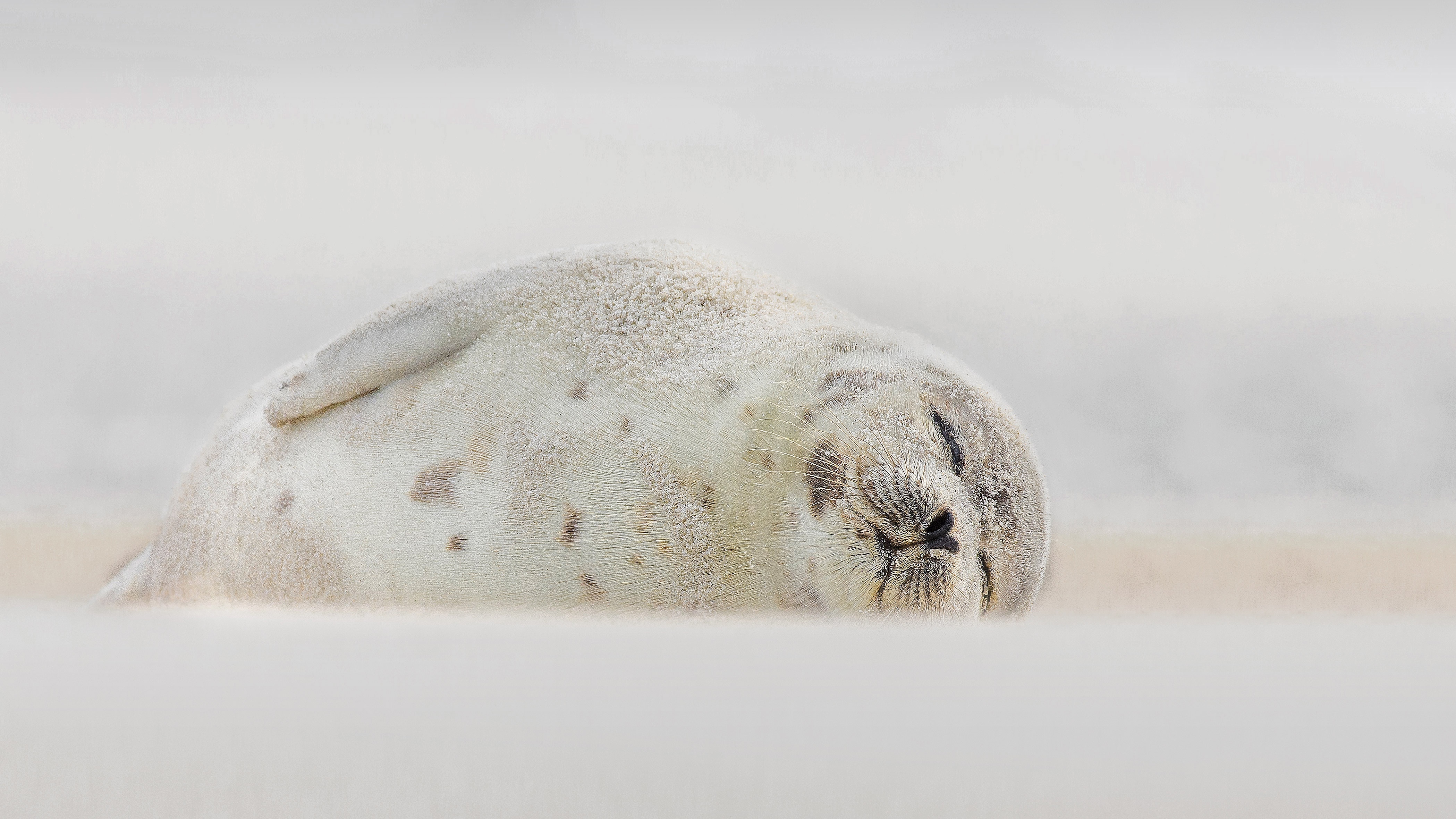 Harp seal sleeping on a sandy beach HD Wallpaper