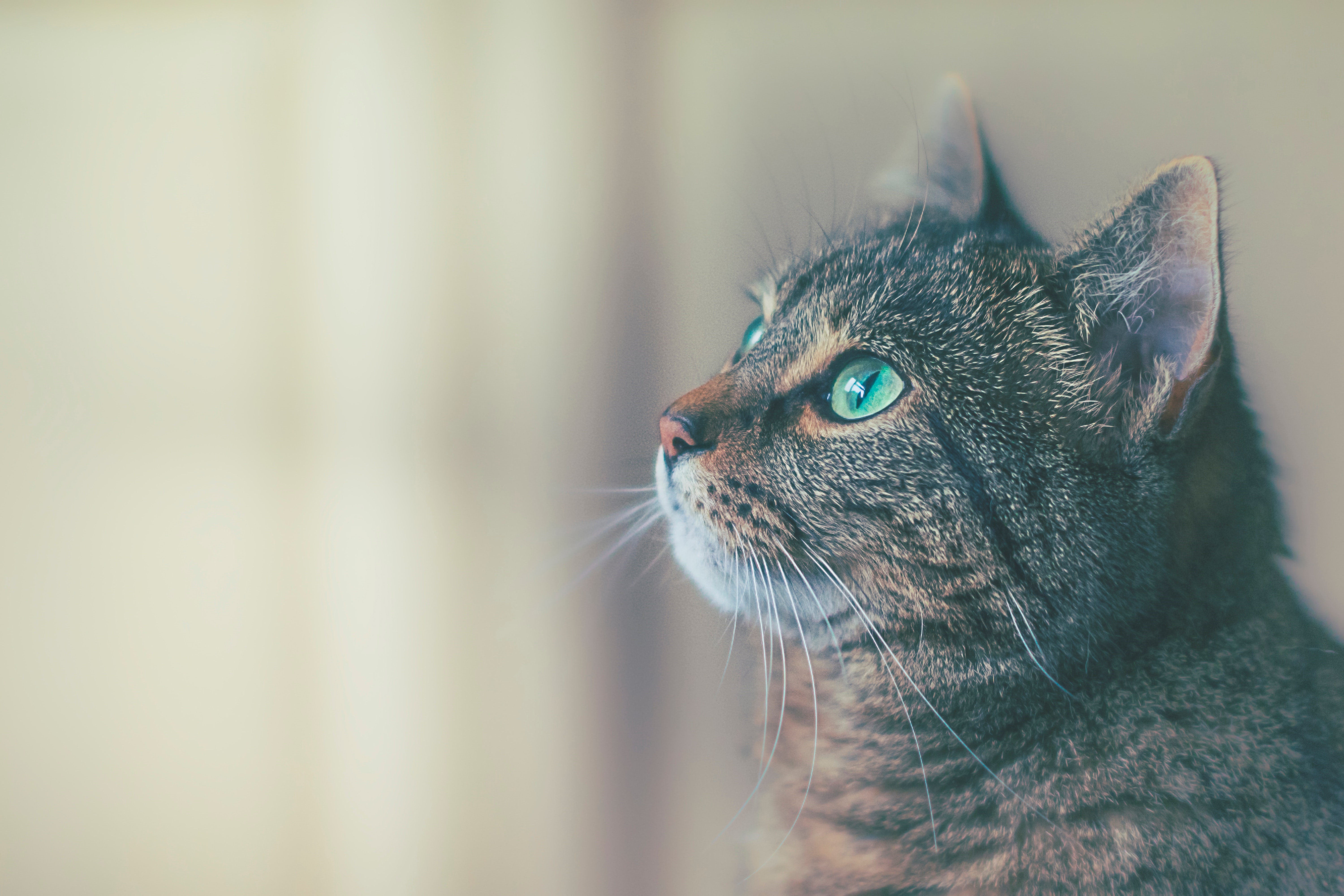 Close-up of a tabby cat with green eyes HD Wallpaper