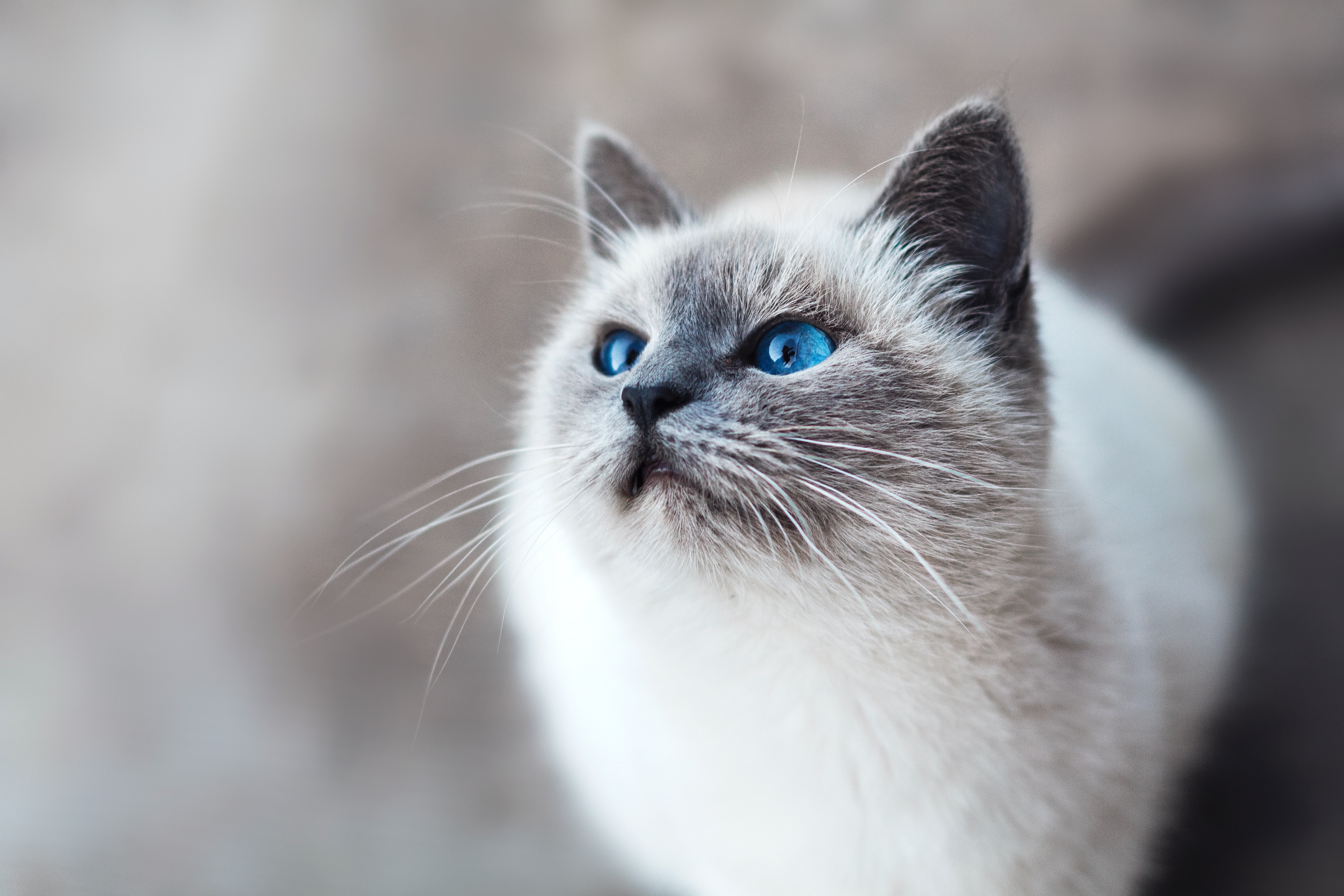 Cat HD Wallpaper