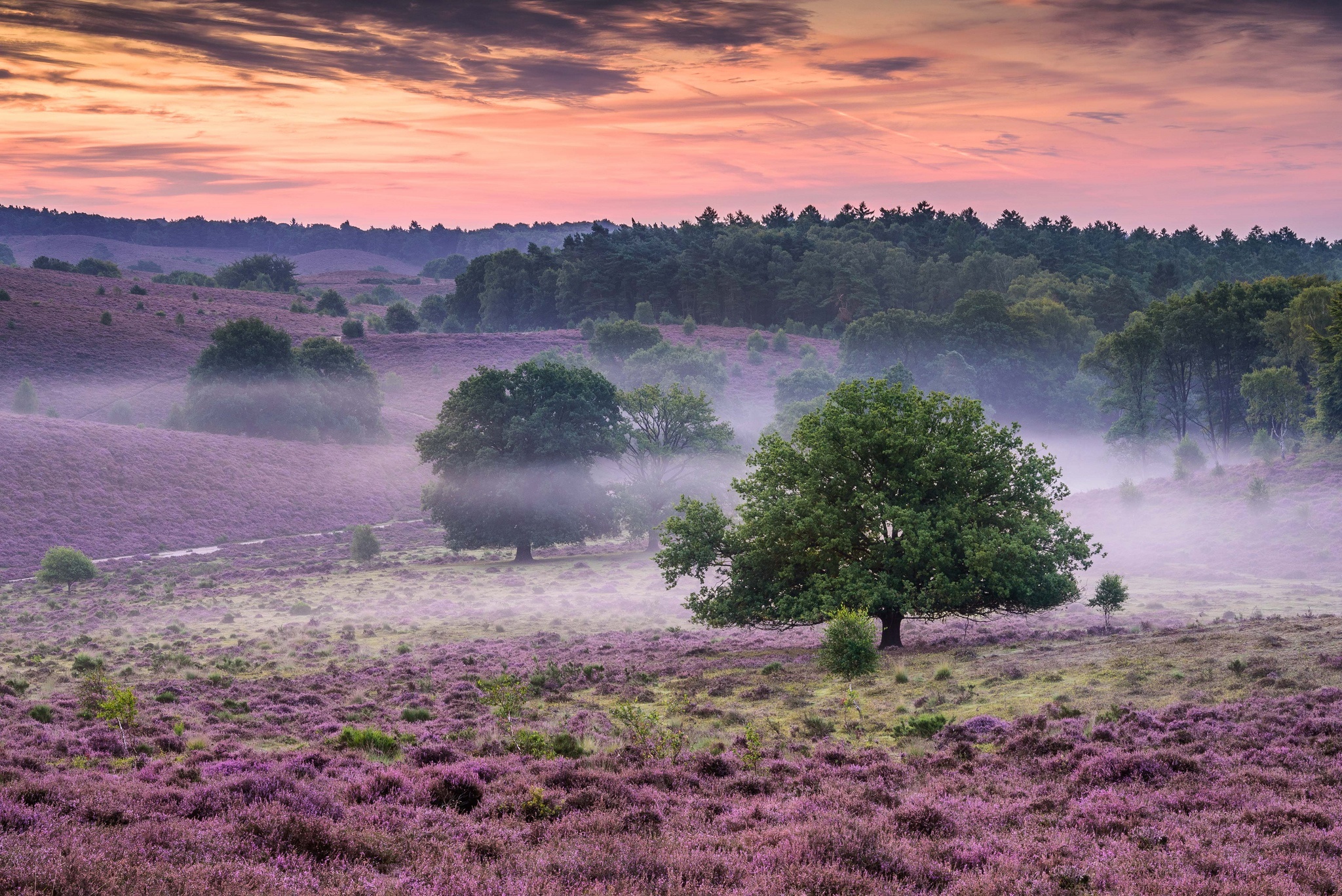 Heather fields and trees in fog at sunrise, Netherlands HD Wallpaper