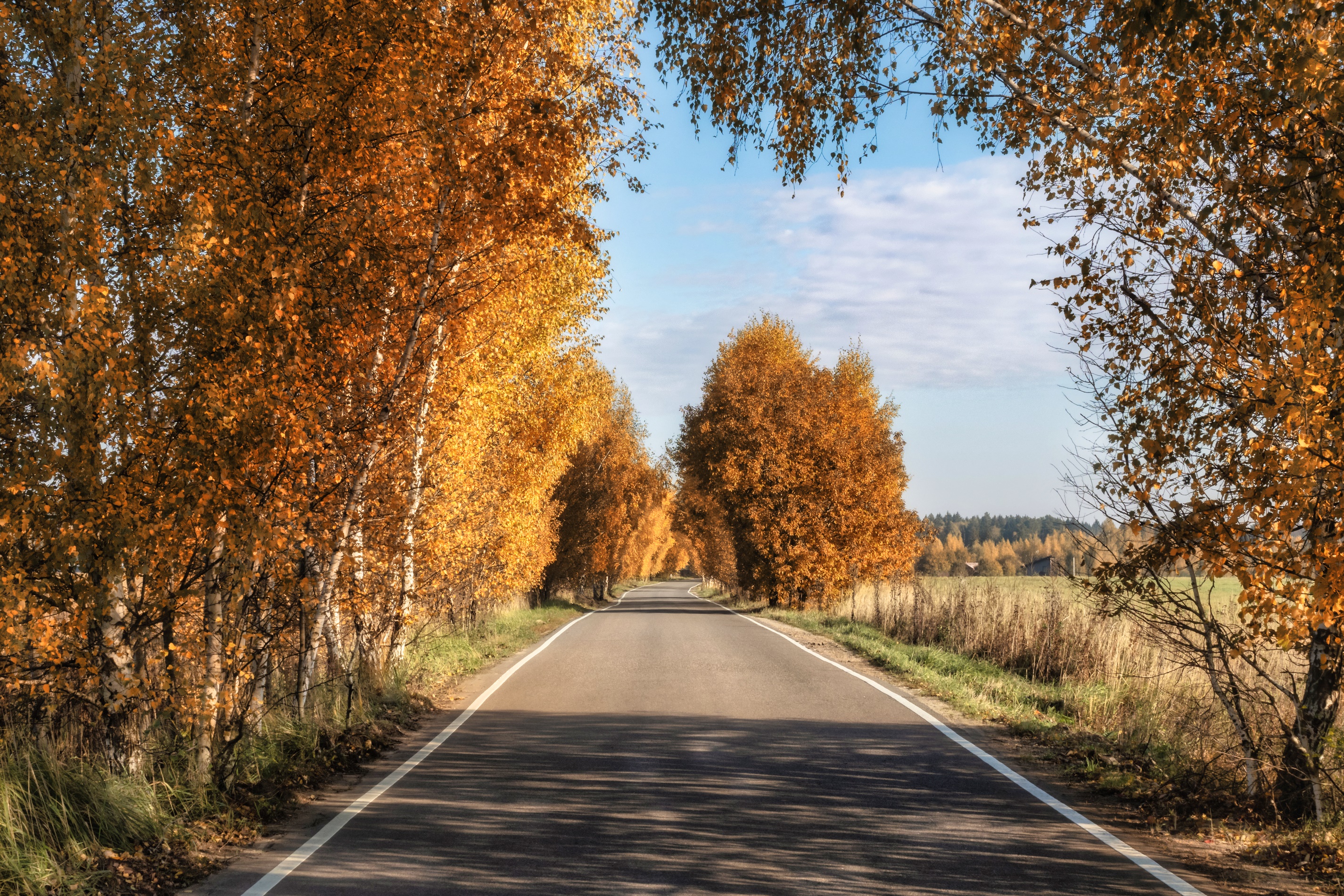 Road lined with autumn trees HD Wallpaper