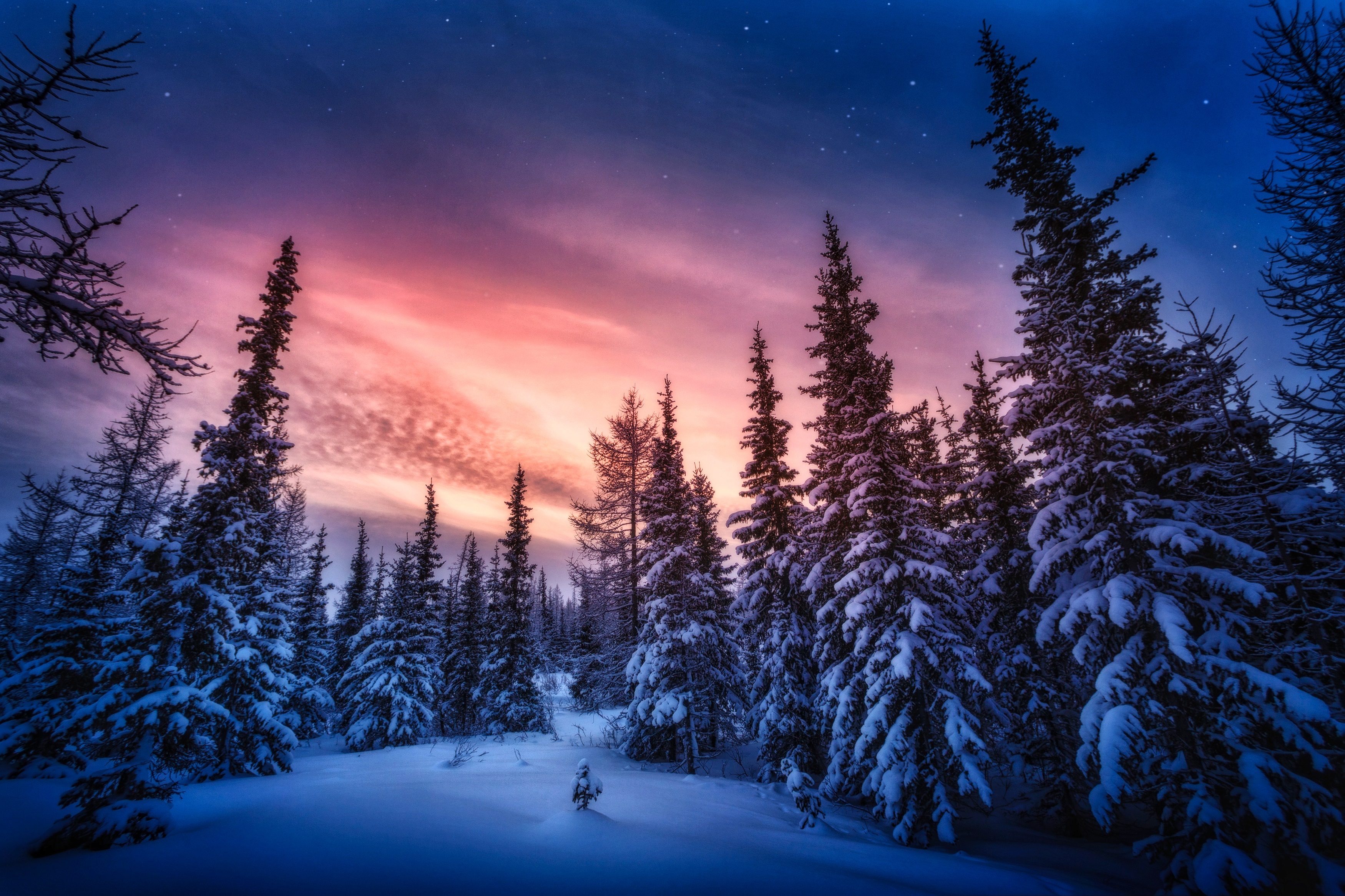 Snowy forest at sunset with colorful sky HD Wallpaper