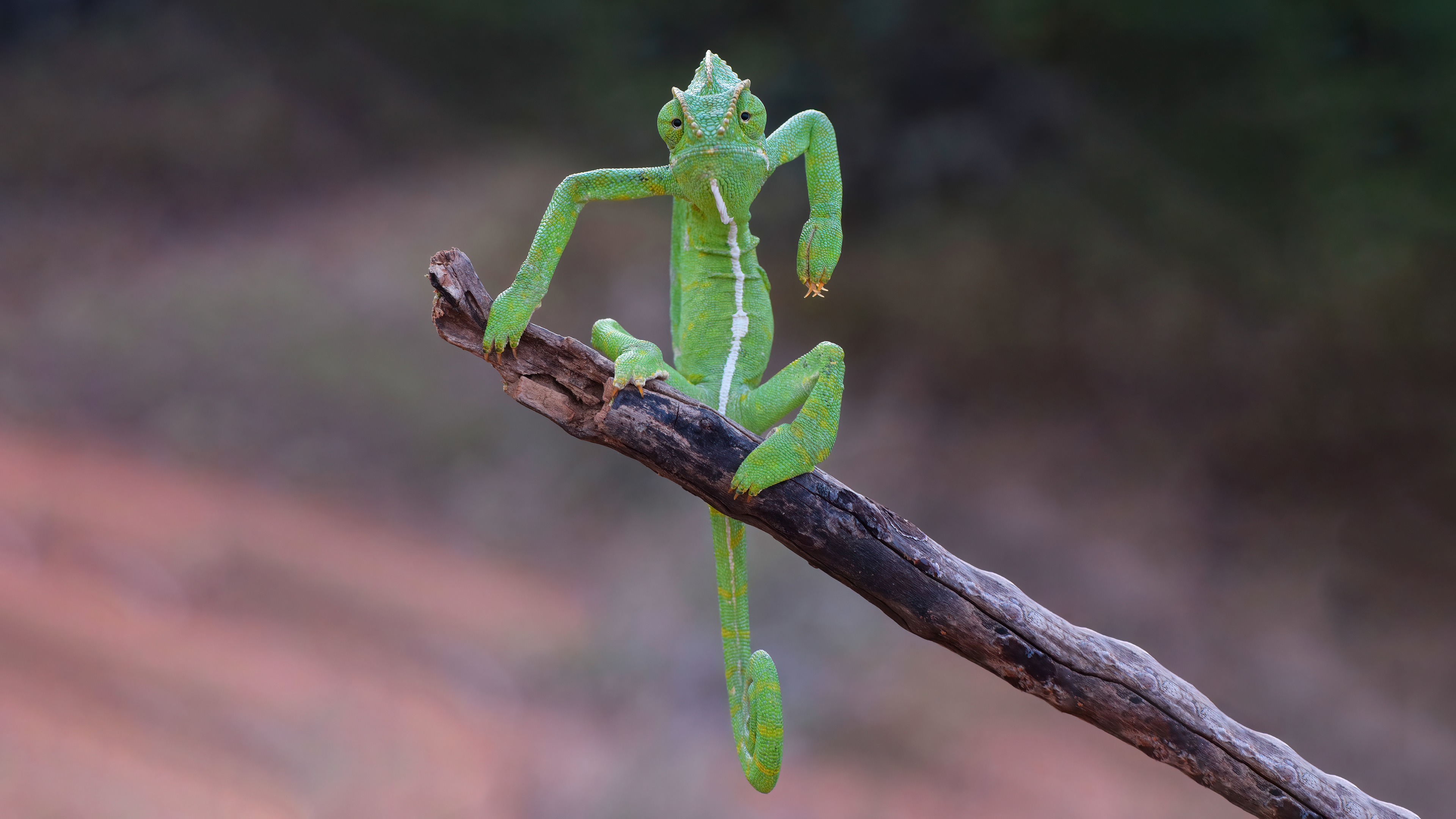 Chameleon on a branch 4K HD Wallpaper