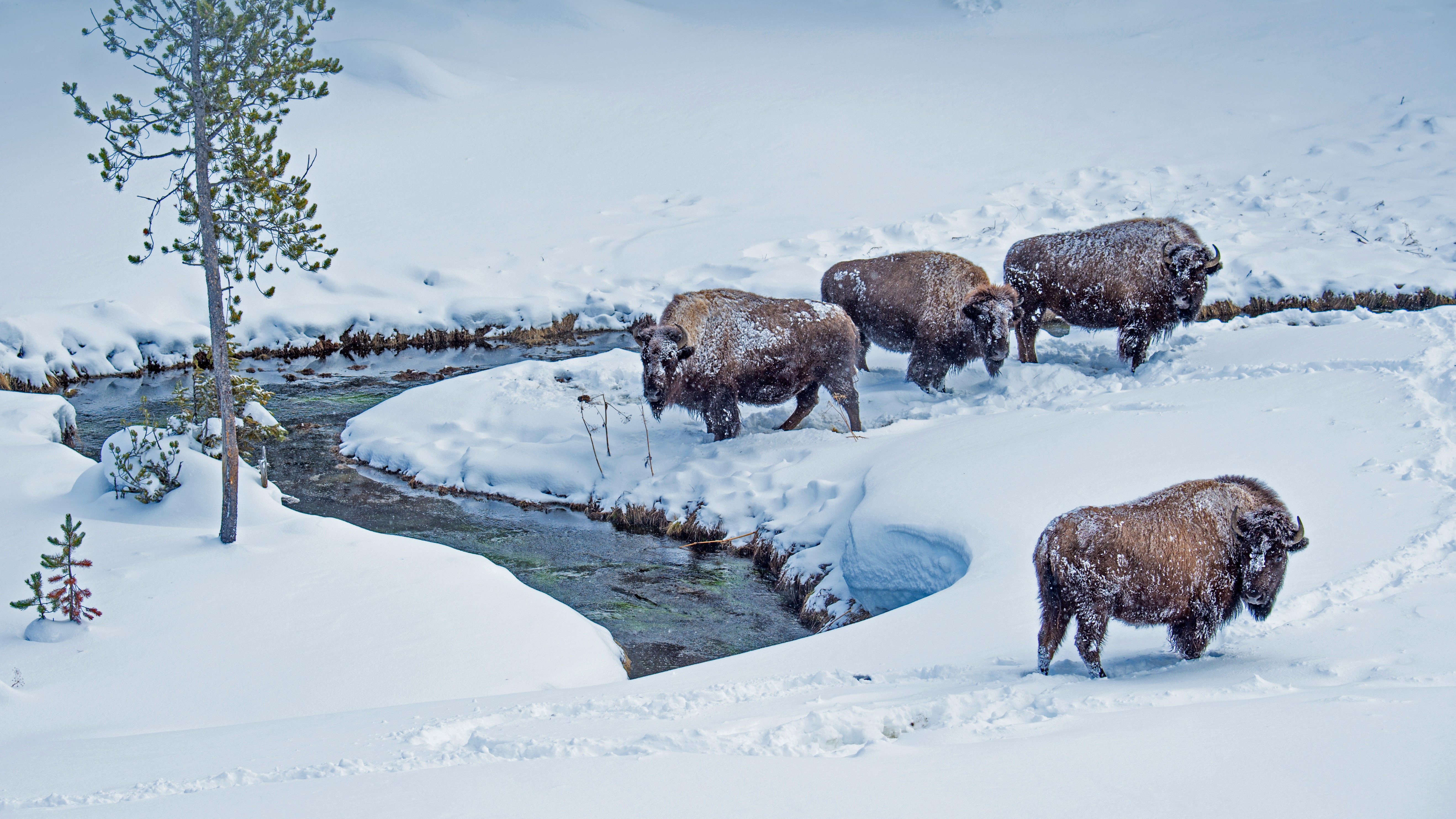American bison in snowy Yellowstone National Park HD Wallpaper