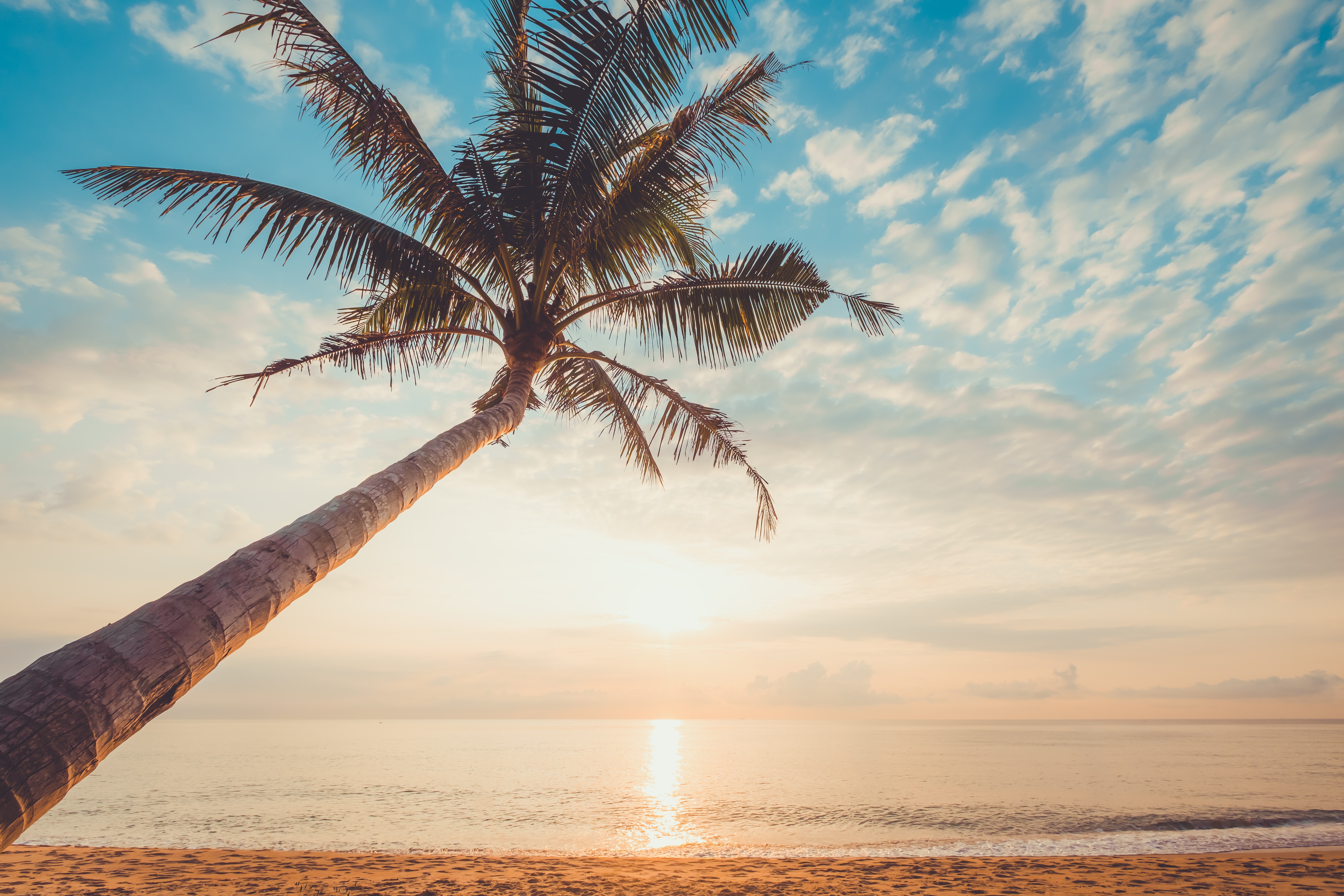 Palm tree on a beach at sunset HD Wallpaper