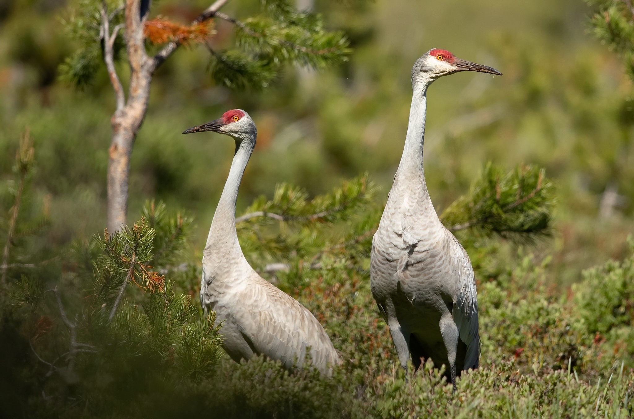 Two Sandhill Cranes in a forest HD Wallpaper
