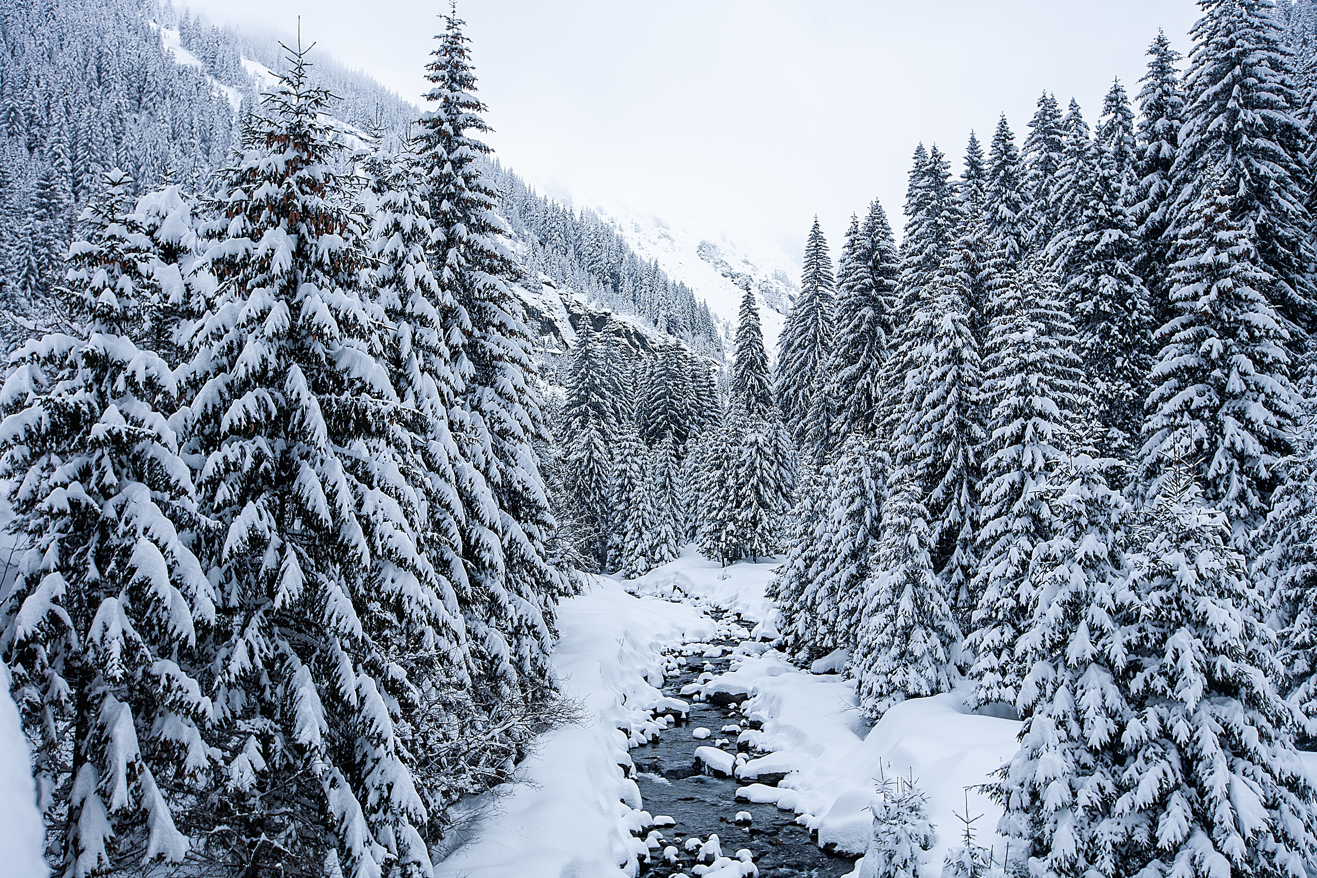 Winter forest with a stream HD Wallpaper