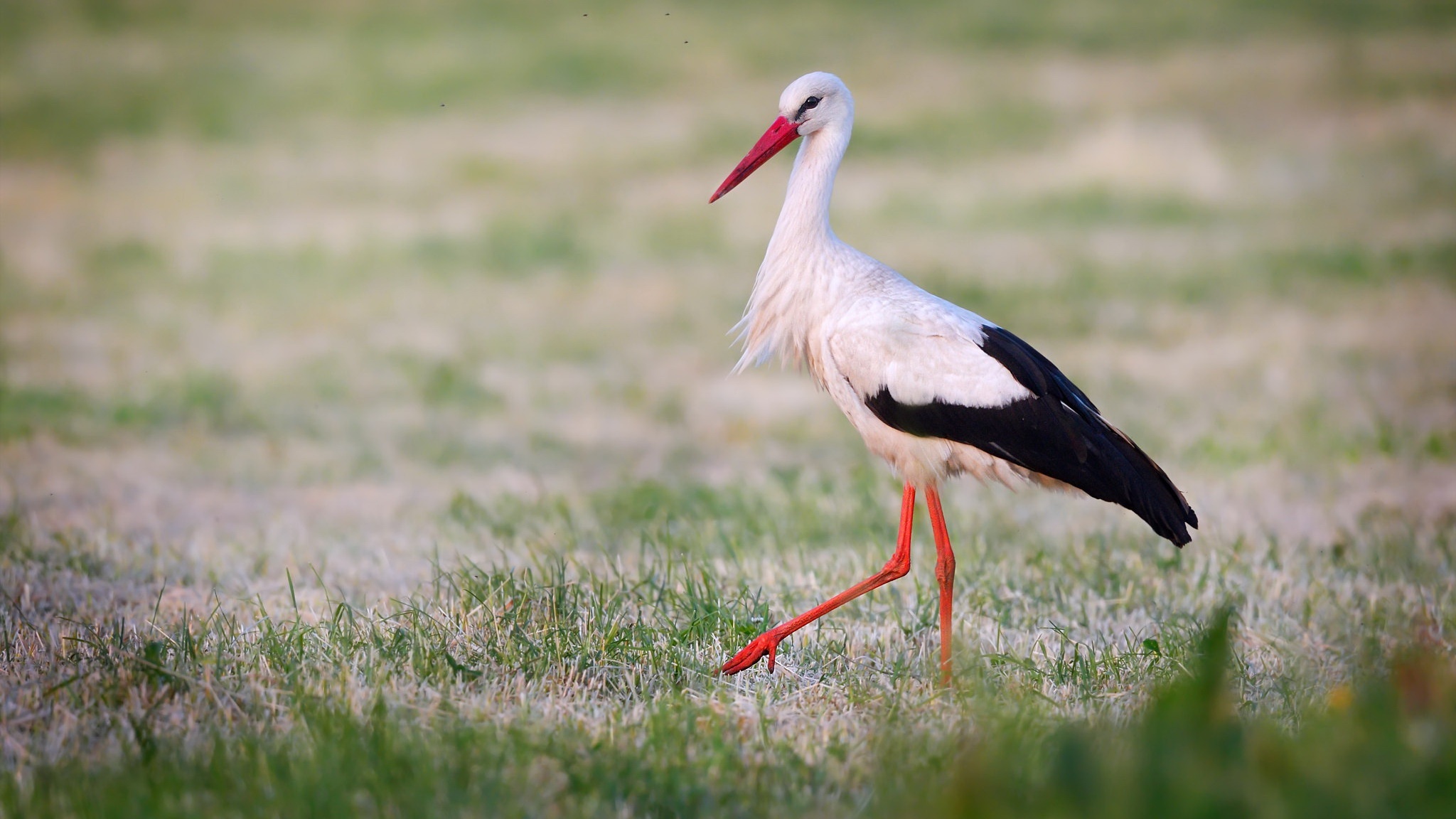 White Stork walking in a grassy field HD Wallpaper