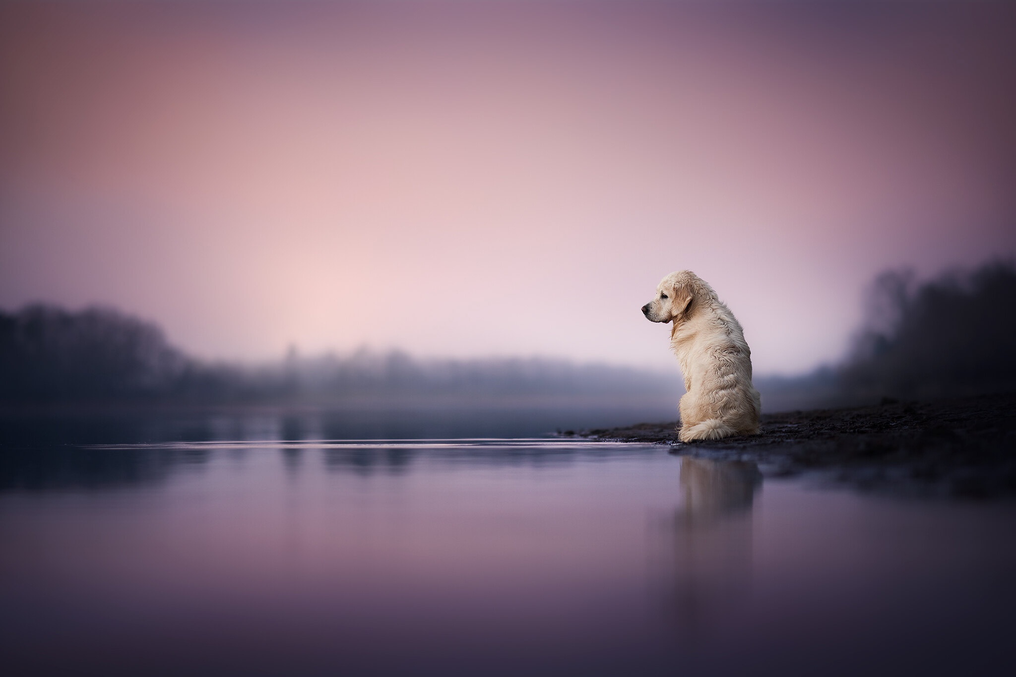 Golden Retriever sitting by a lake at sunset HD Wallpaper