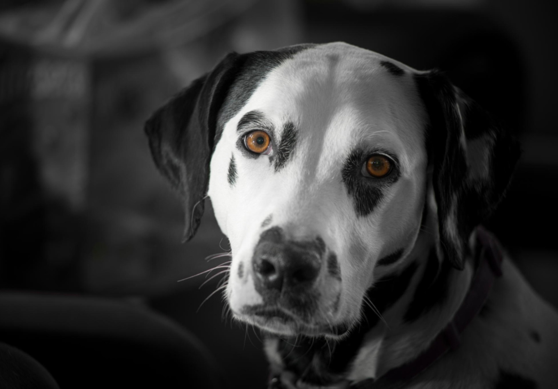 Dalmatian dog portrait HD Wallpaper