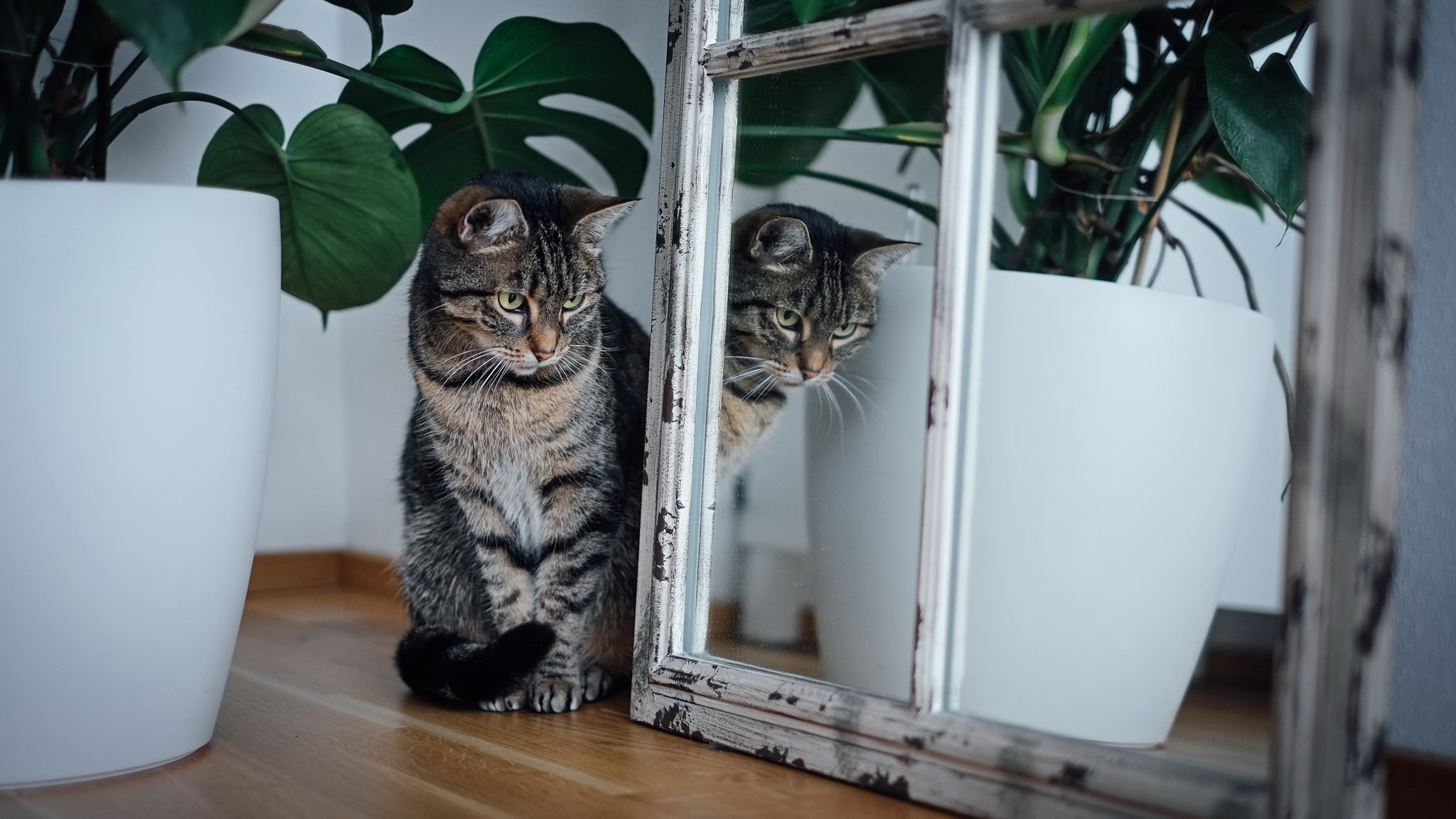 Tabby cat sitting next to a mirror with reflection HD Wallpaper