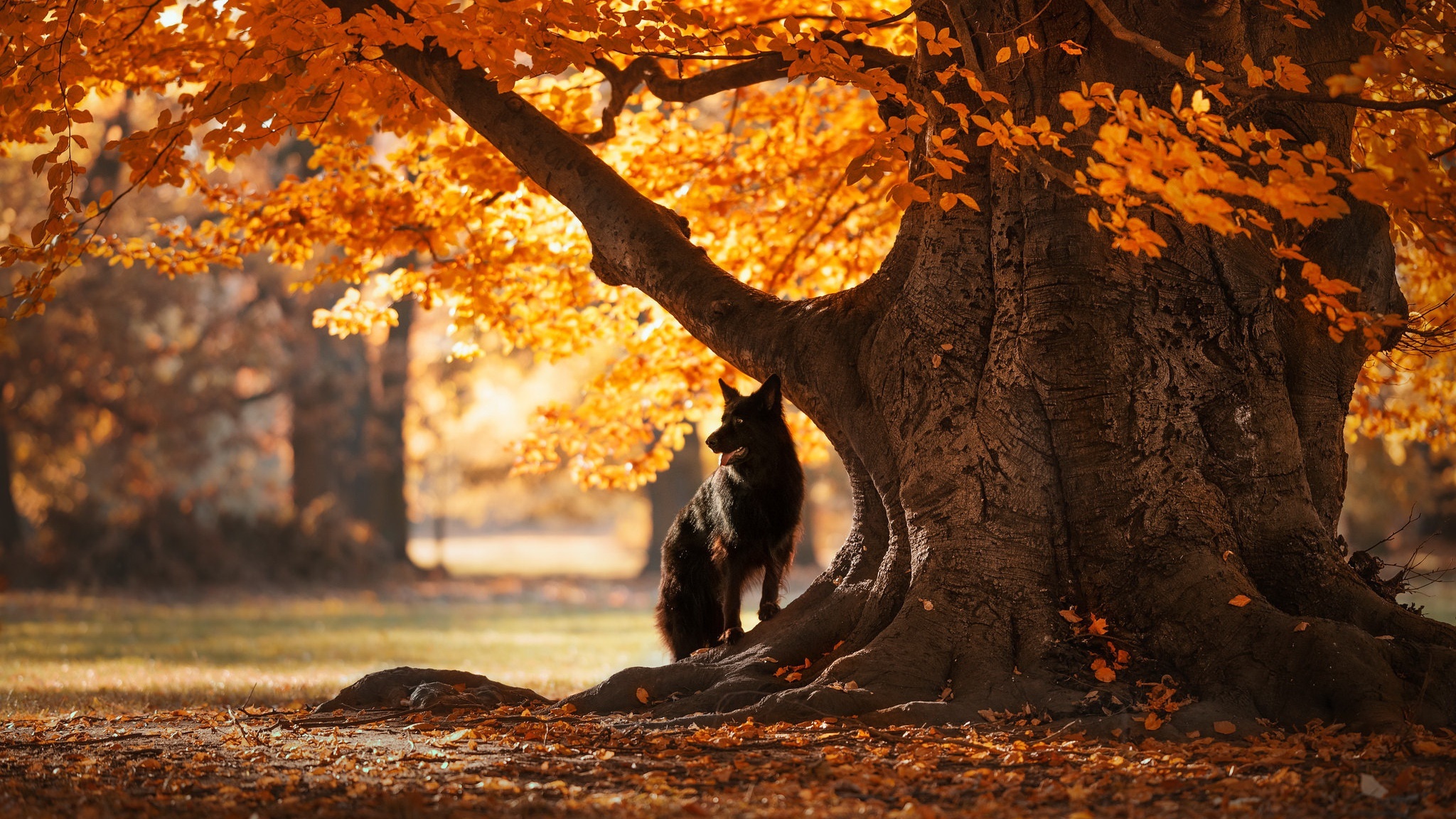 Black dog under a tree with autumn leaves HD Wallpaper