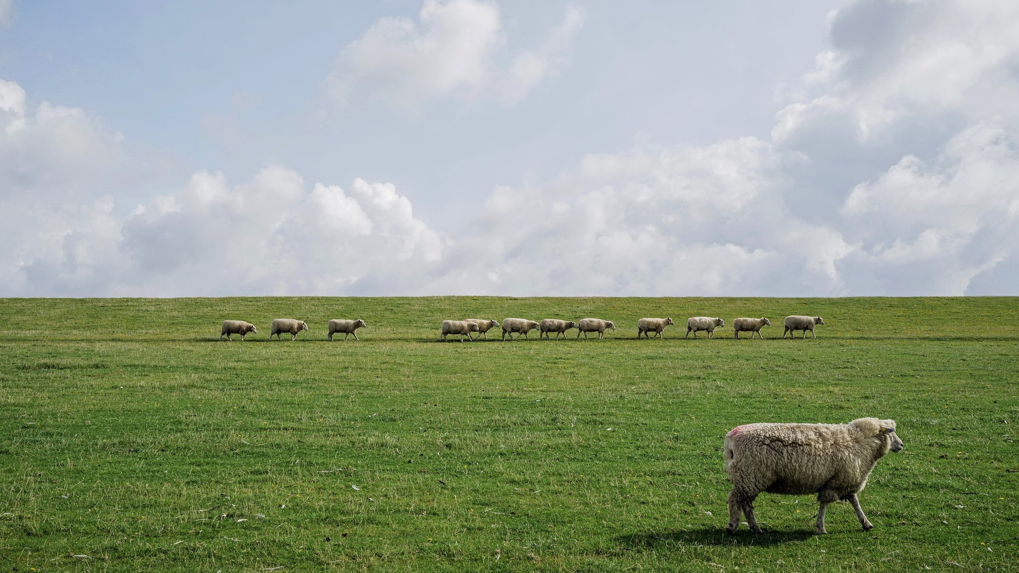 Sheep walking in a line on a grassy hill HD Wallpaper