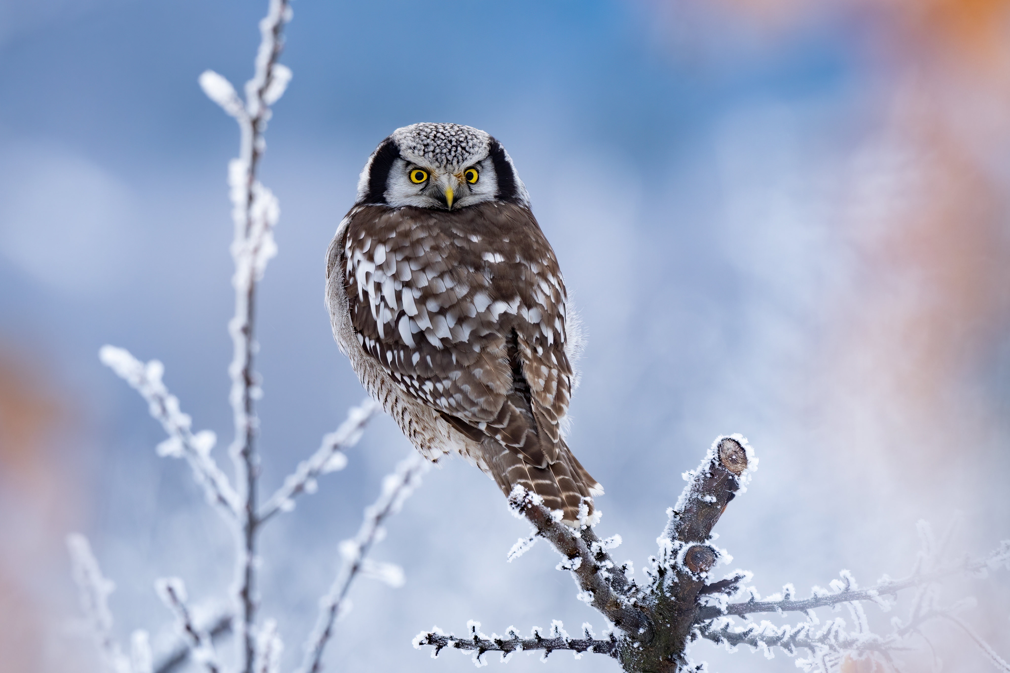 Northern Hawk Owl on a Frosty Branch HD Wallpaper