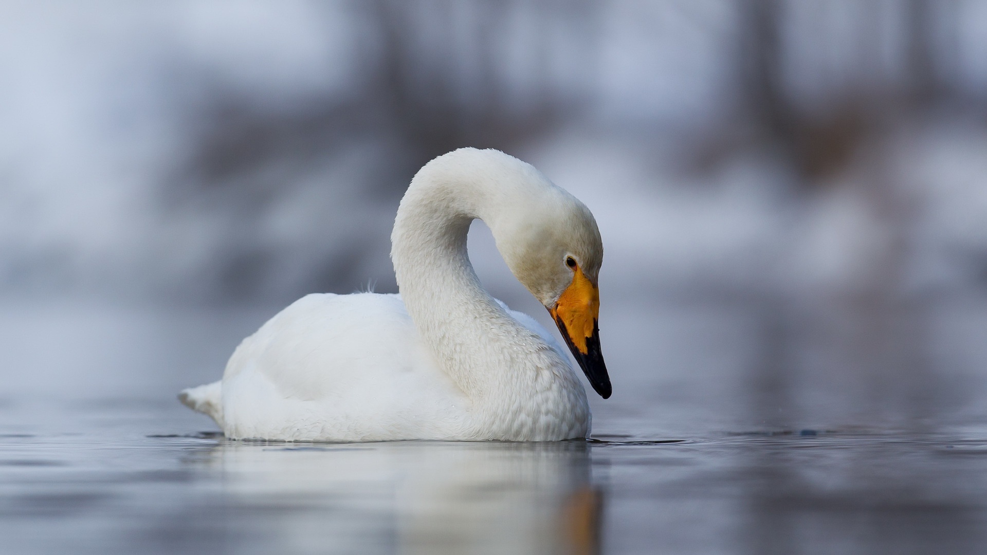 Whooper Swan on water HD Wallpaper