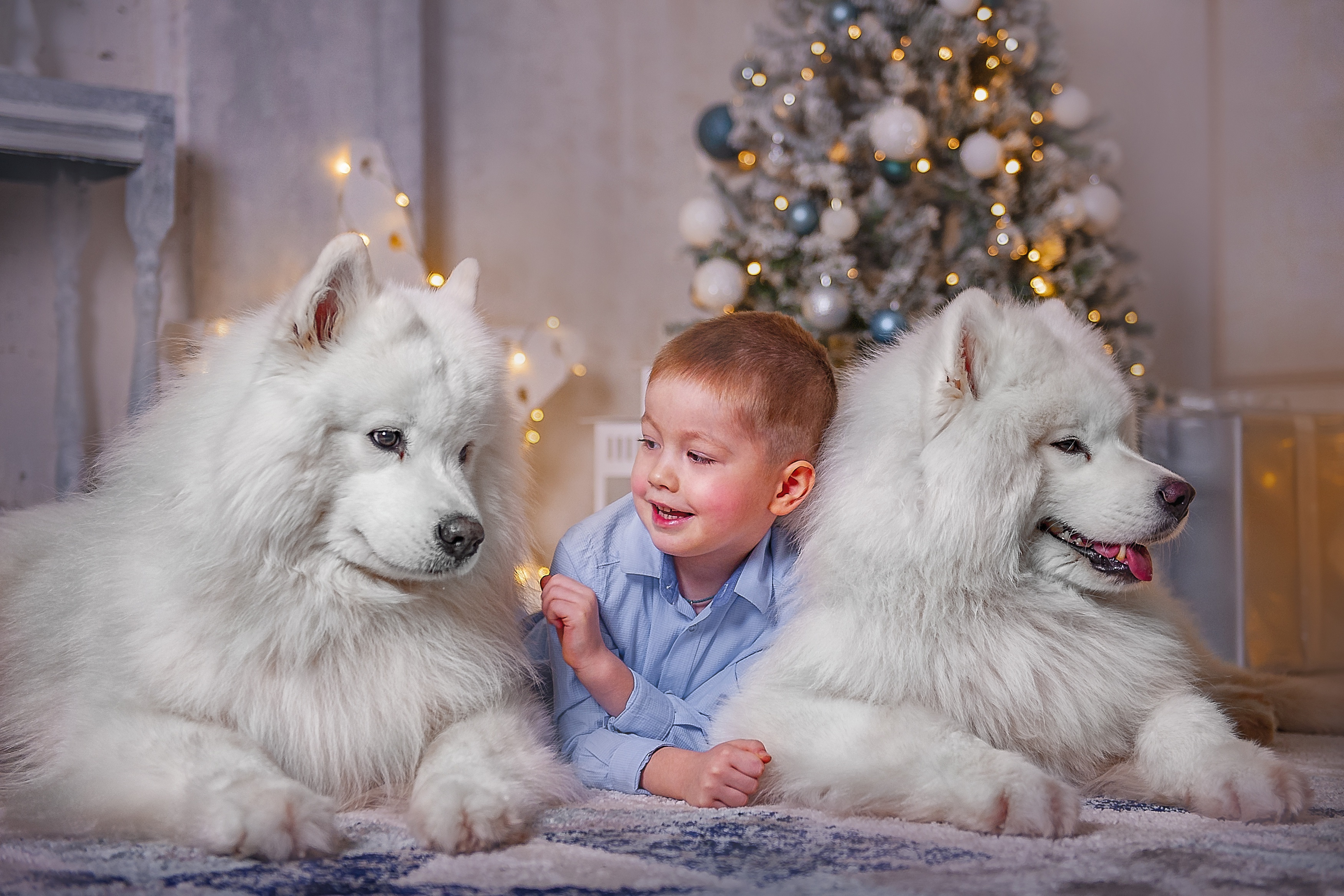 Boy with two Samoyed dogs and Christmas tree HD Wallpaper