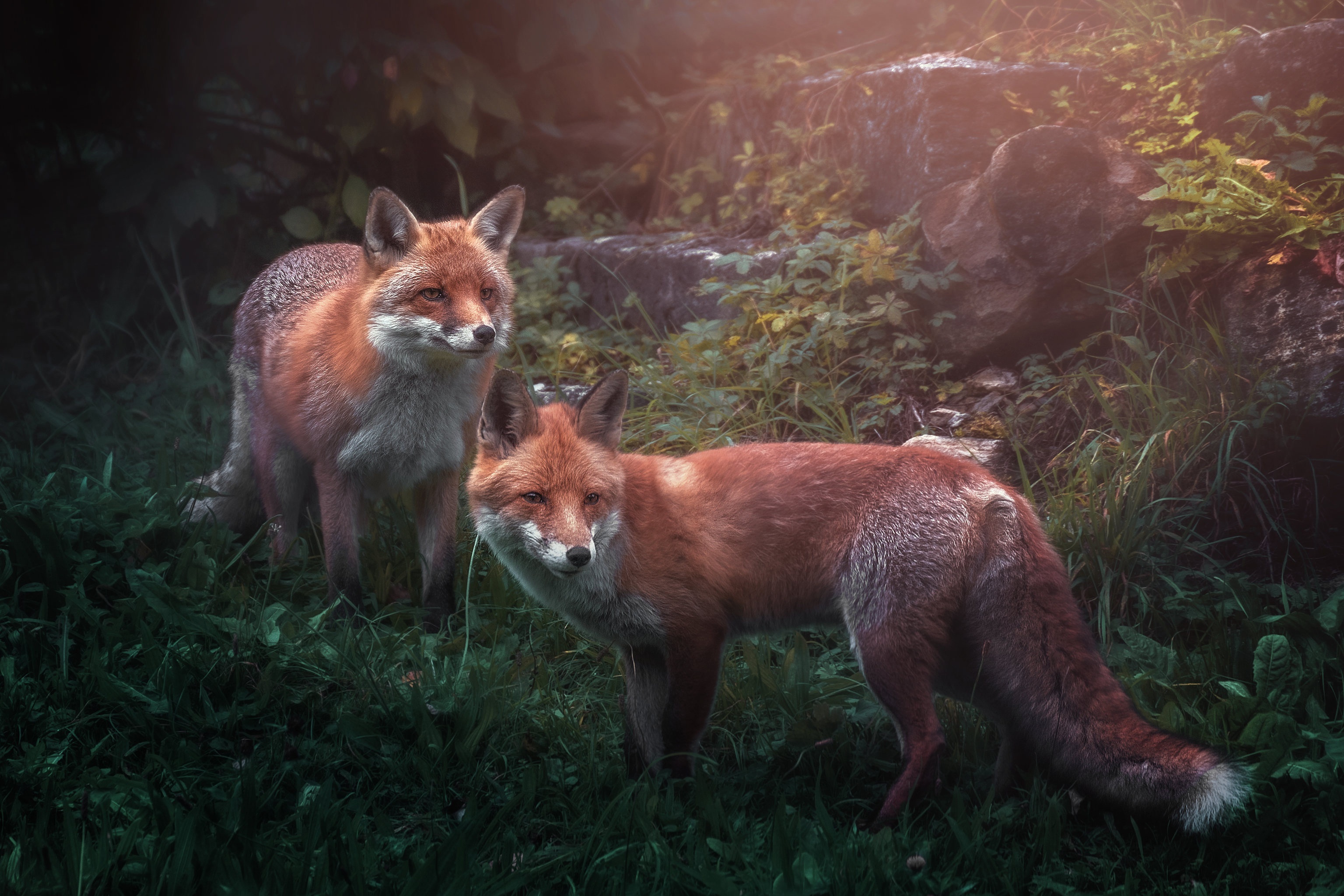 Two foxes in a forest HD Wallpaper